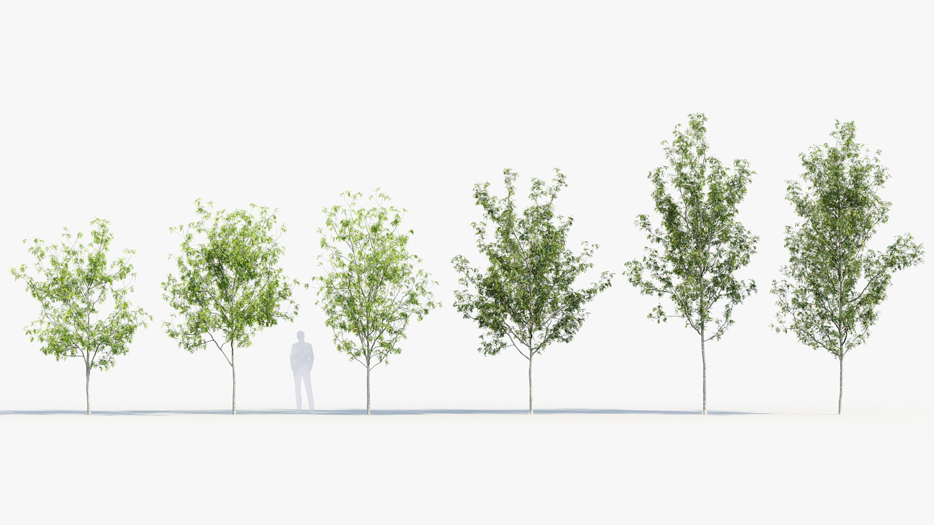 Fraxinus excelsior Common ash 3D model_1