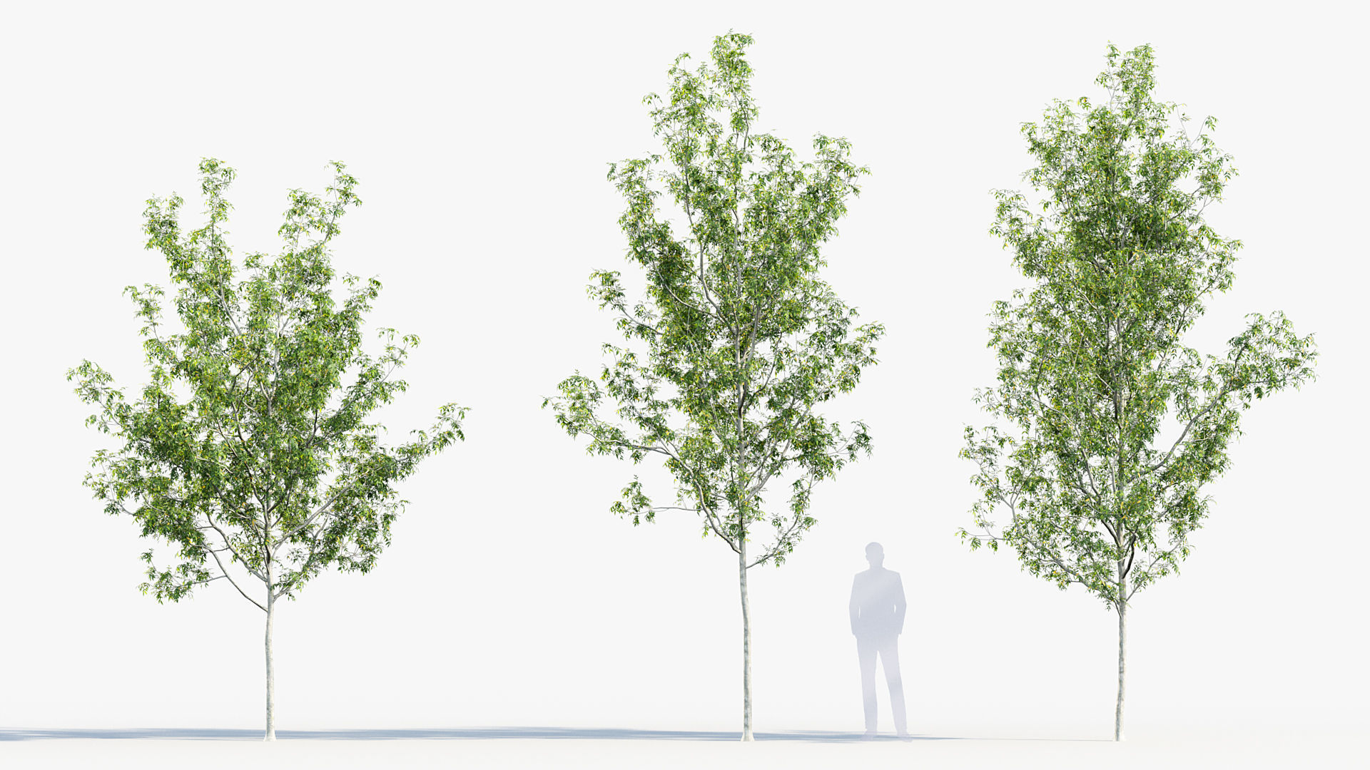 Fraxinus excelsior Common ash 3D model_3