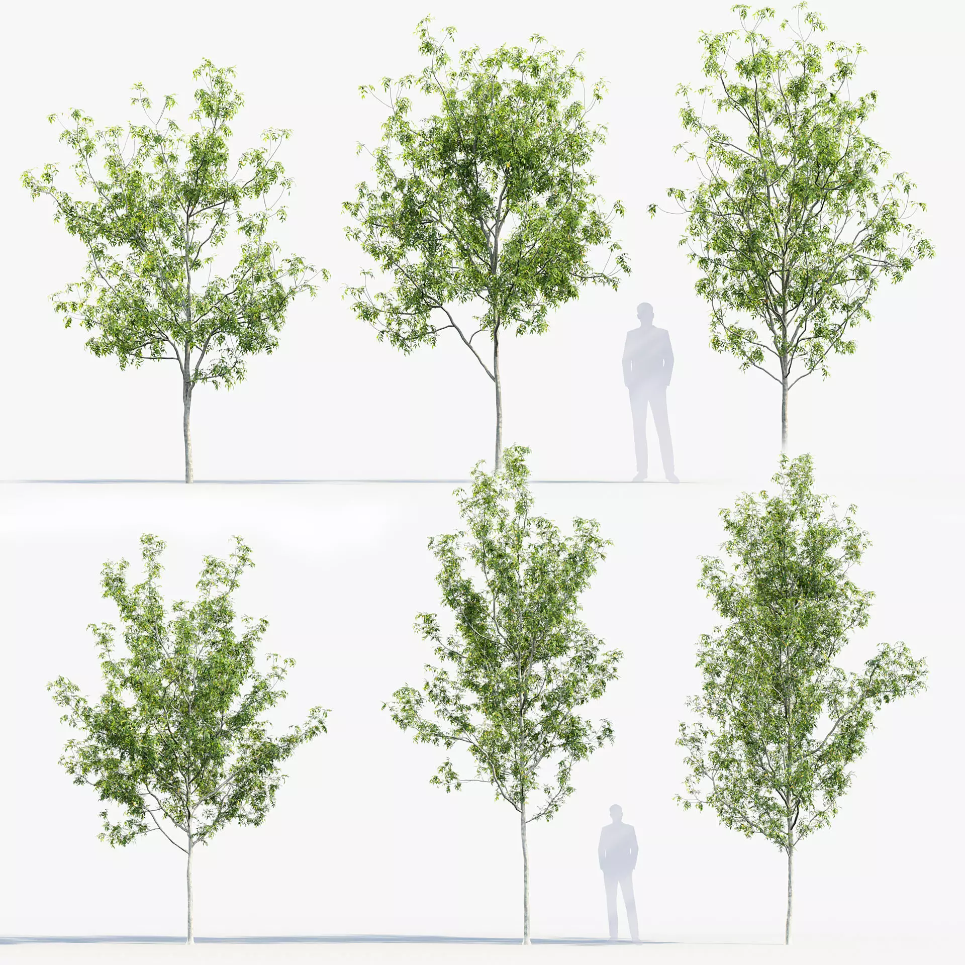 Fraxinus excelsior Common ash 3D model_0