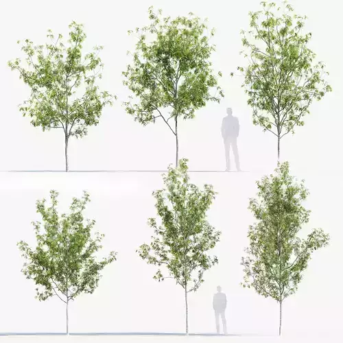 Fraxinus excelsior  Common ash 3D model