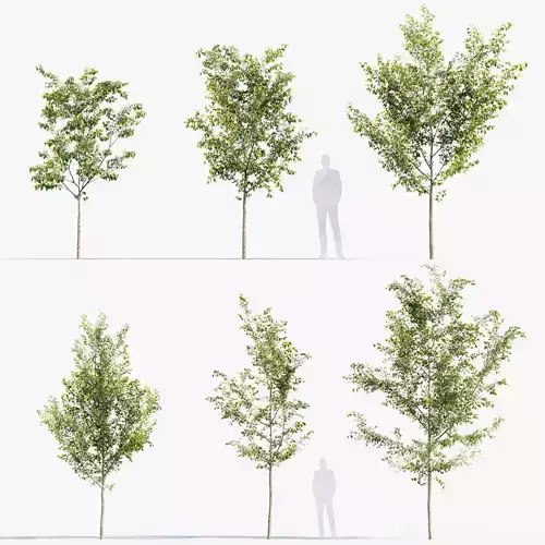 Celtis australis  European nettle tree