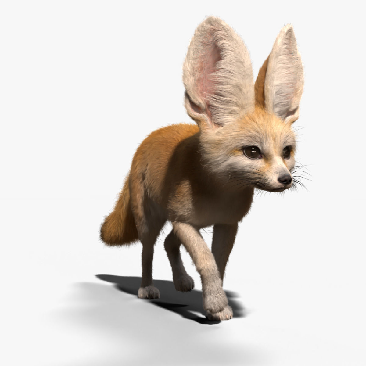 Fennec Fox Animated VFX Grace 3D model_5