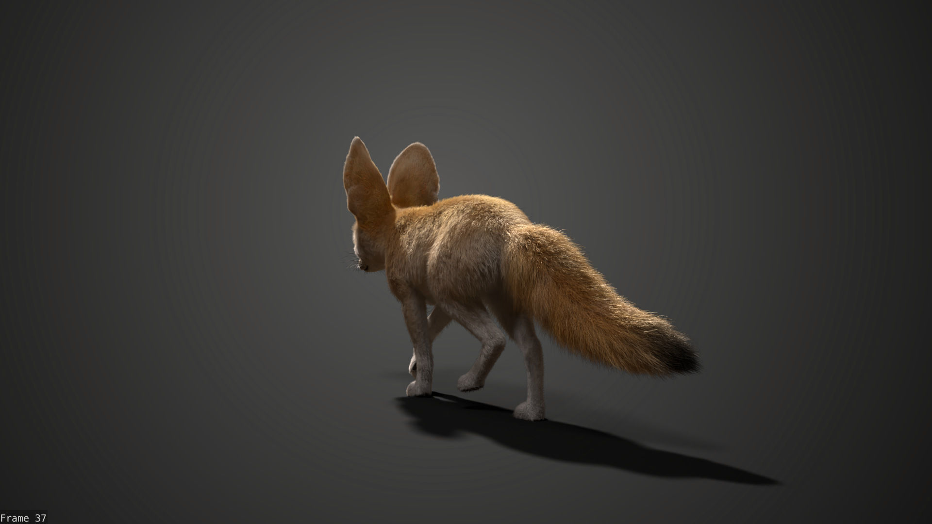 Fennec Fox Animated VFX Grace 3D model_12