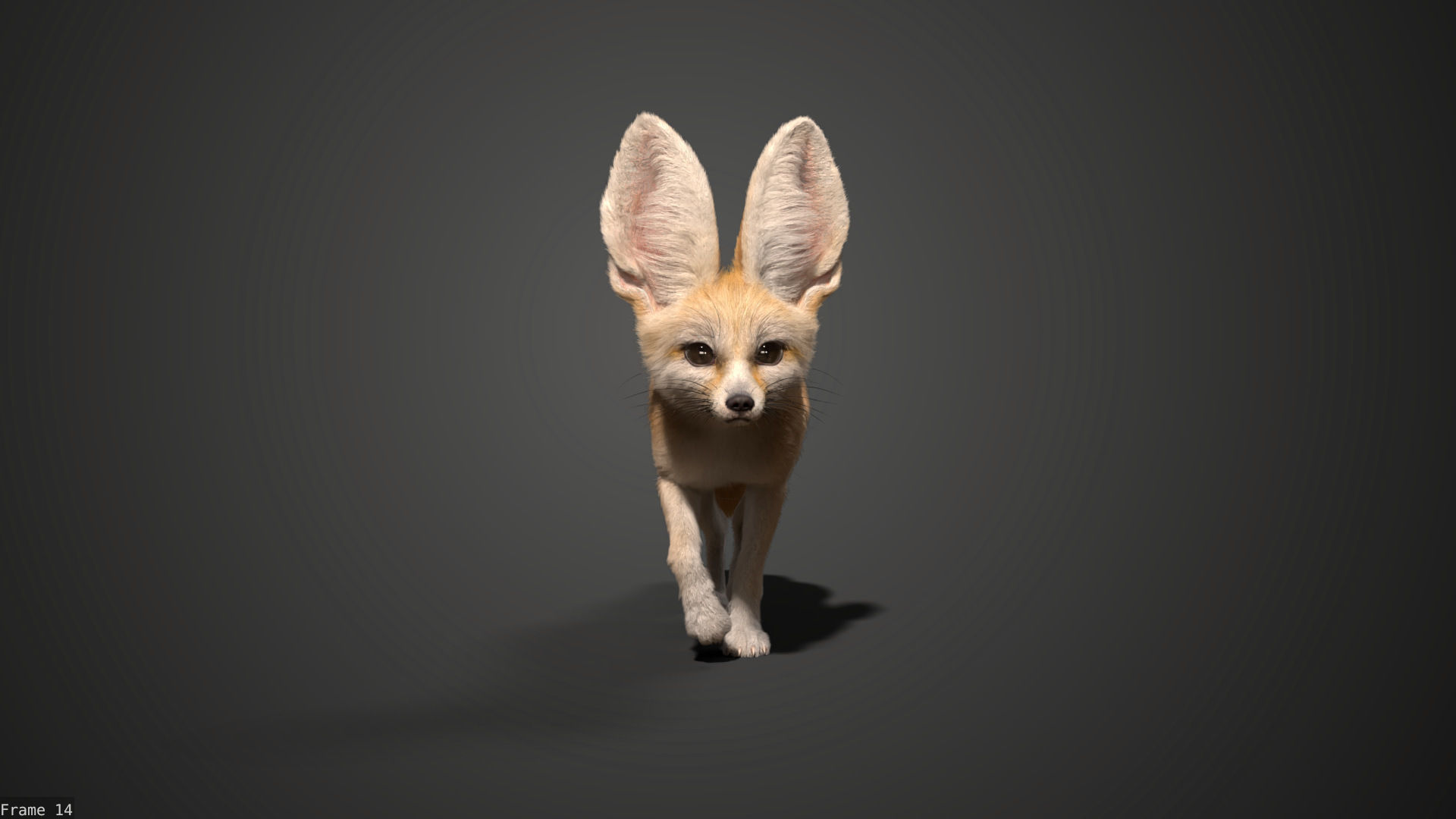 Fennec Fox Animated VFX Grace 3D model_9