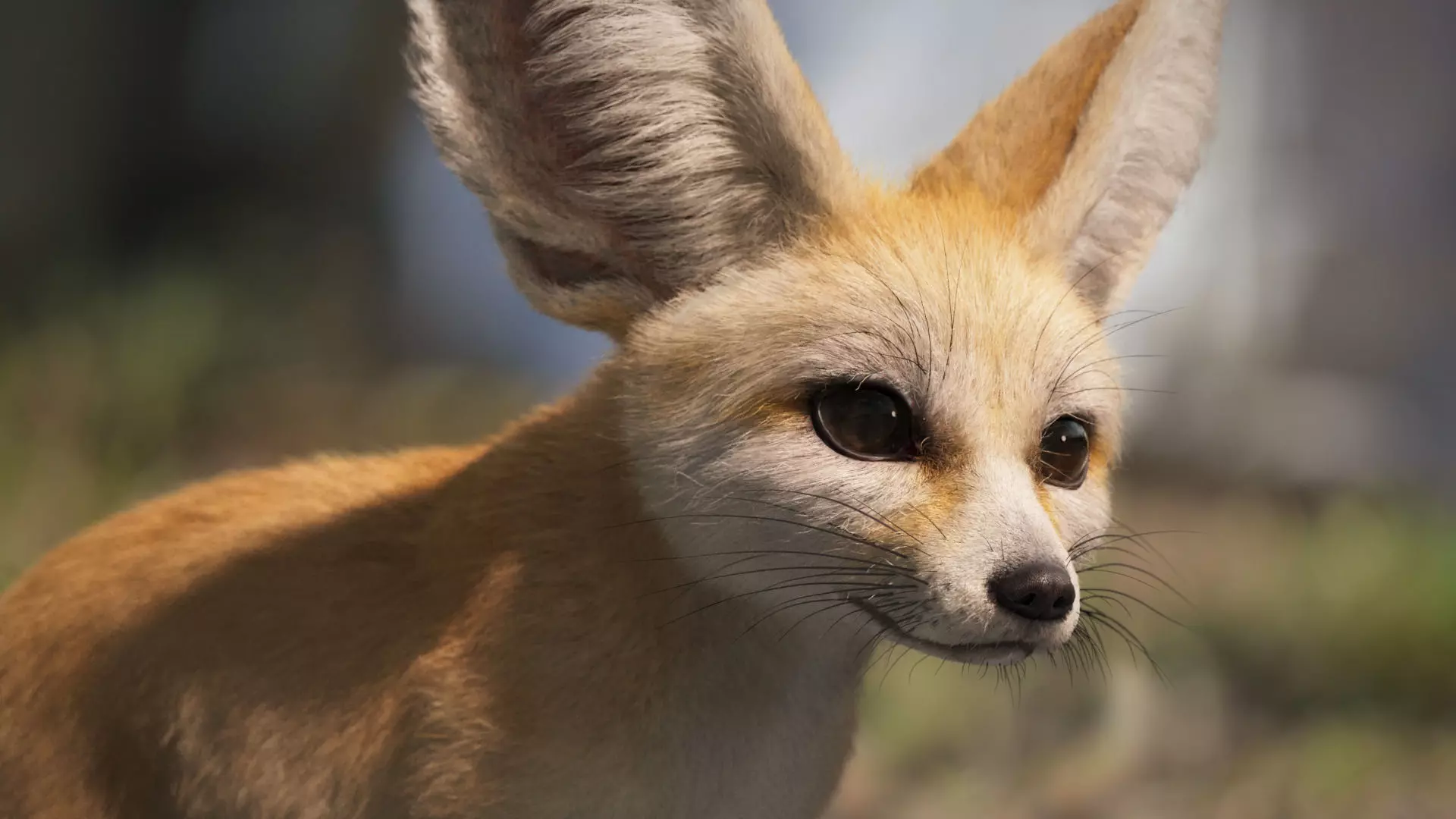 Fennec Fox Animated VFX Grace 3D model_0