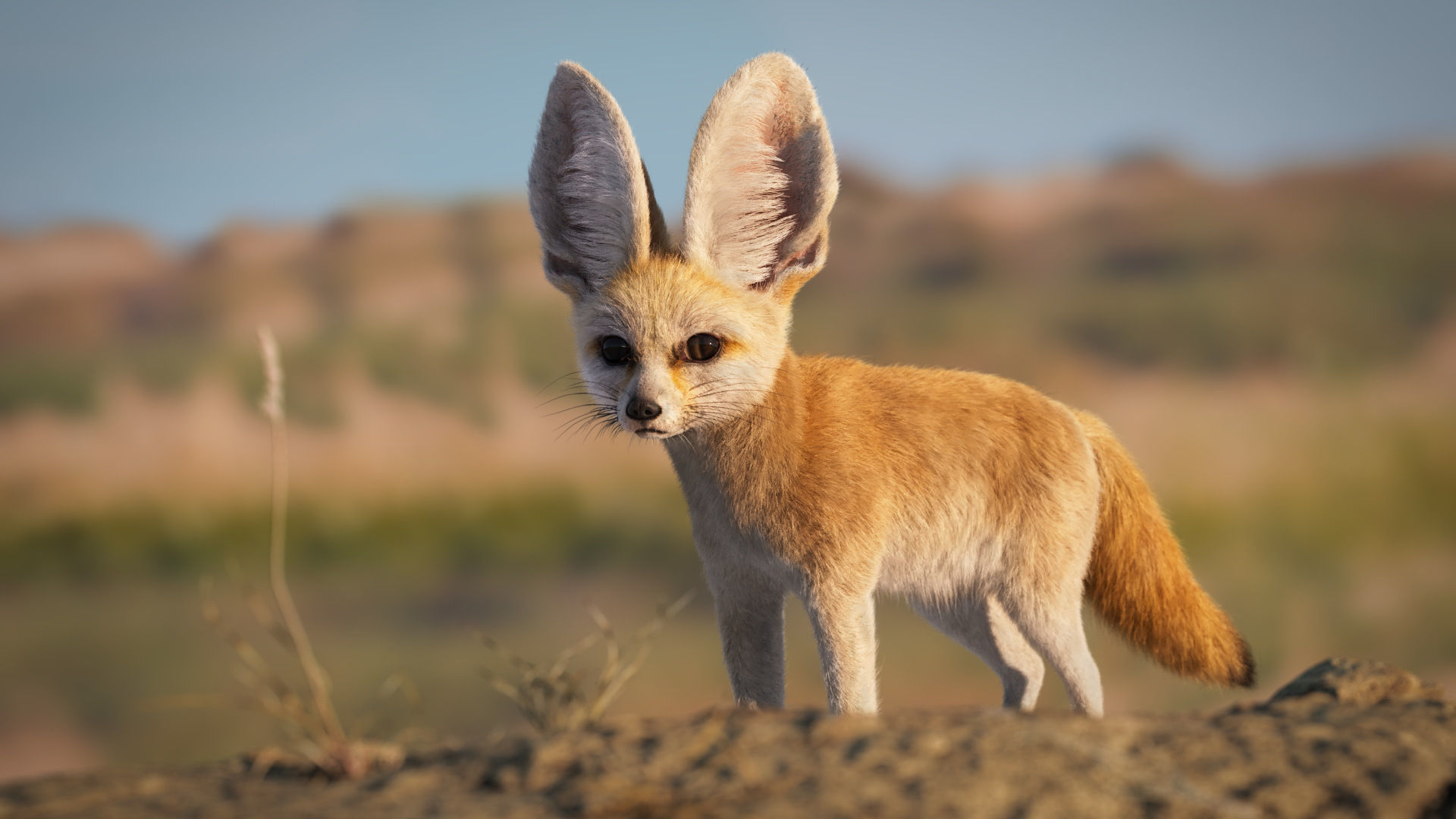 Fennec Fox Animated VFX Grace 3D model_6