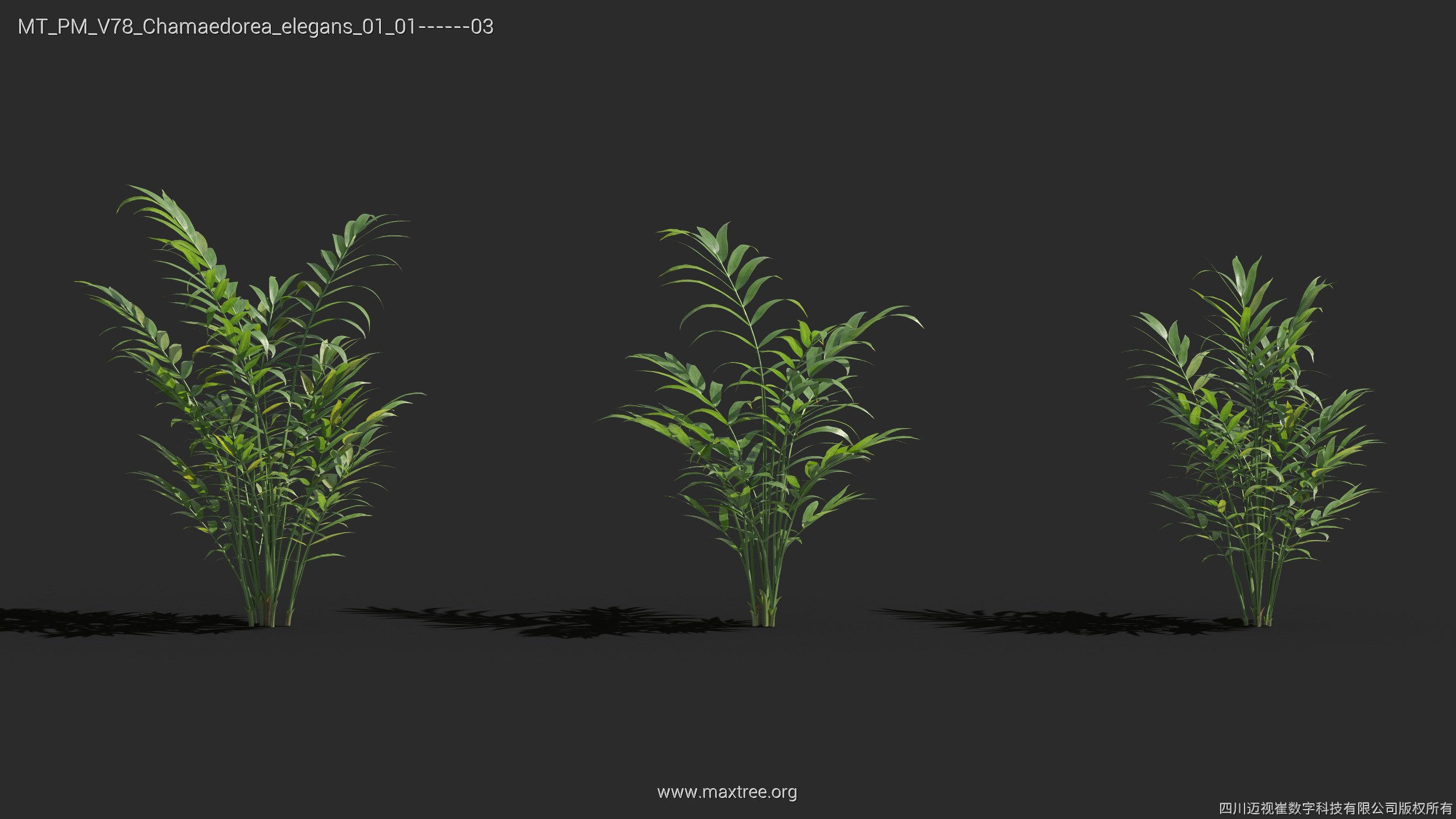 Maxtree Plant Models Vol 78 - Mesh 3D model_17
