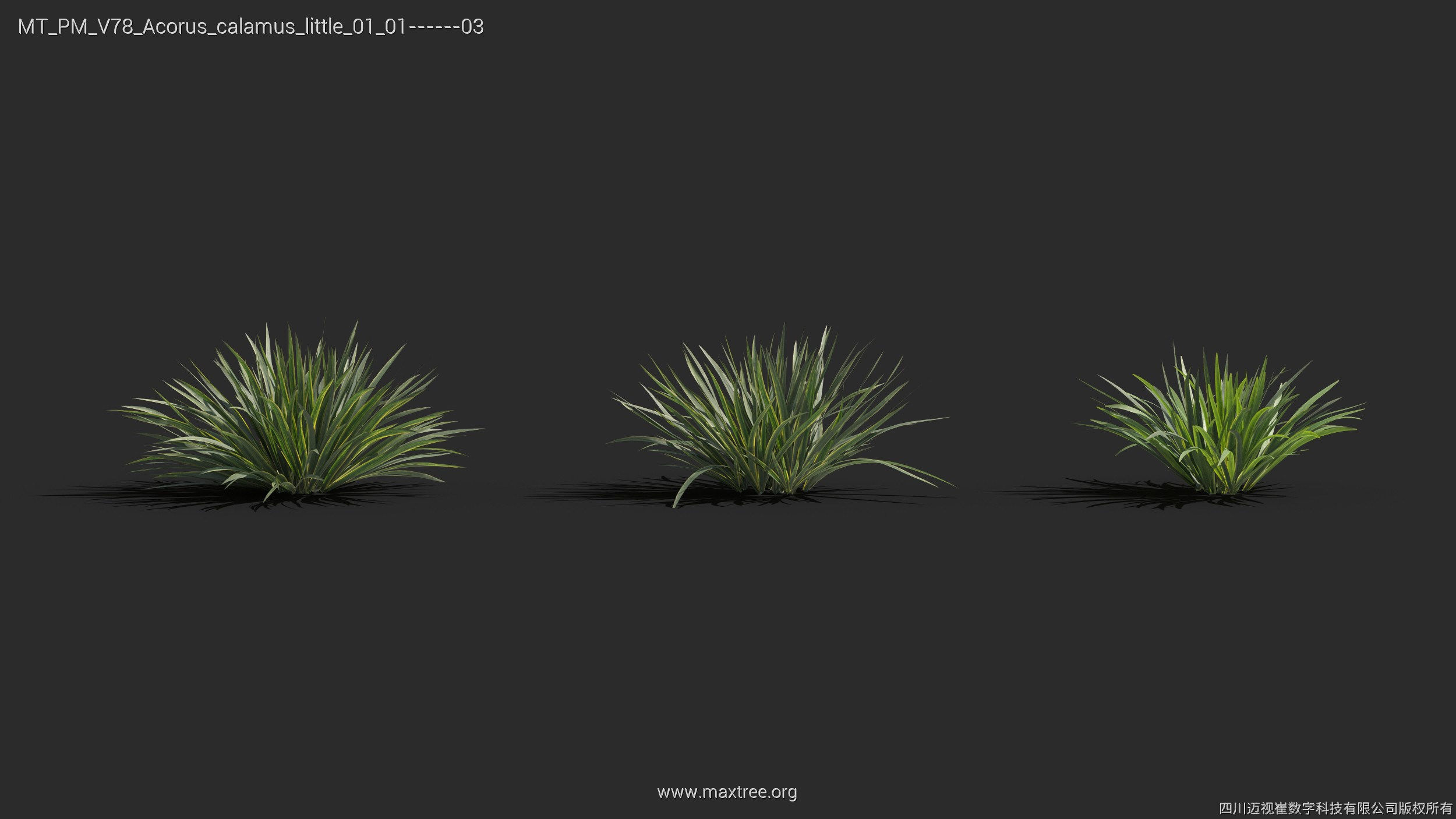 Maxtree Plant Models Vol 78 - Mesh 3D model_7