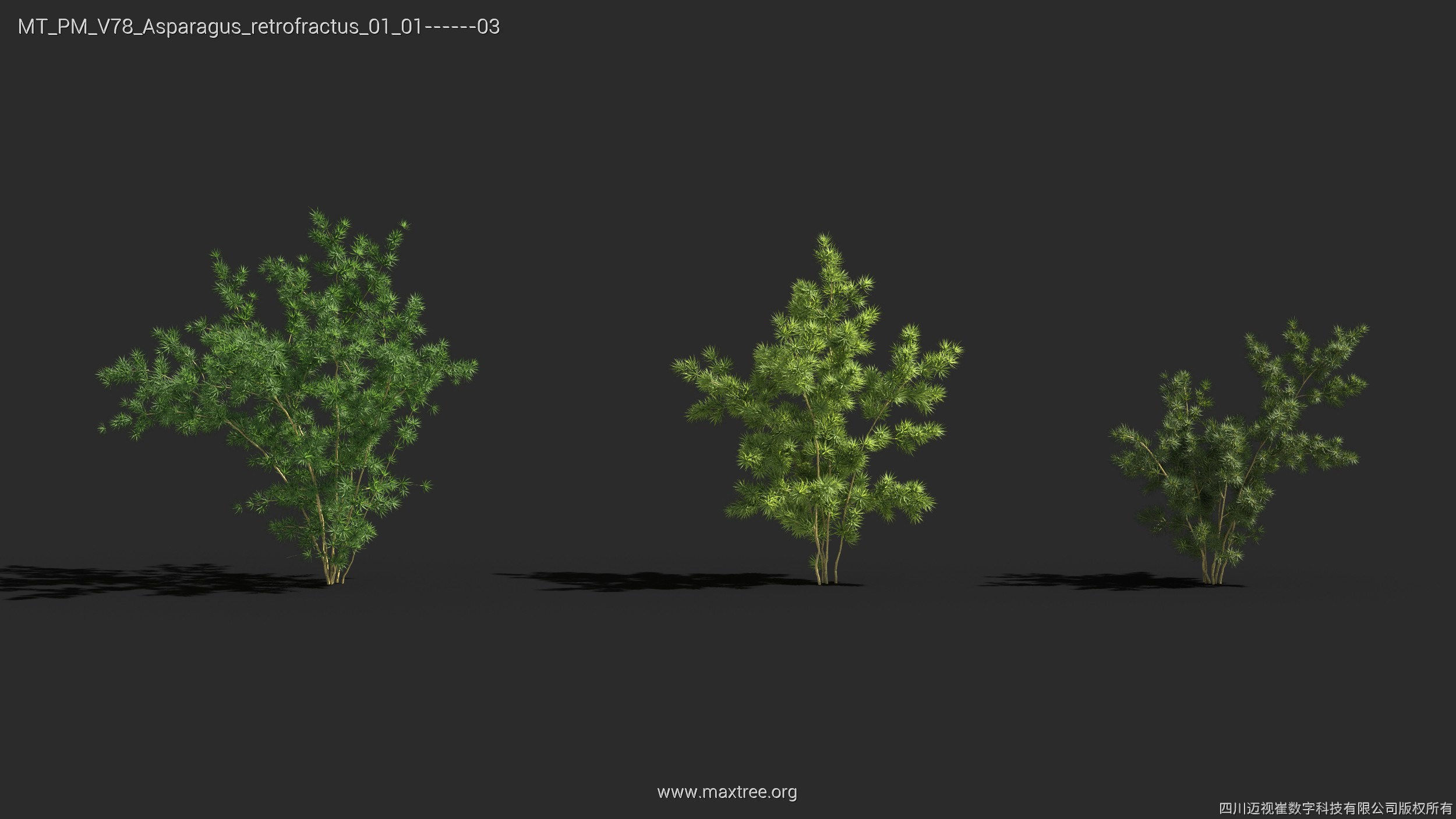 Maxtree Plant Models Vol 78 - Mesh 3D model_11