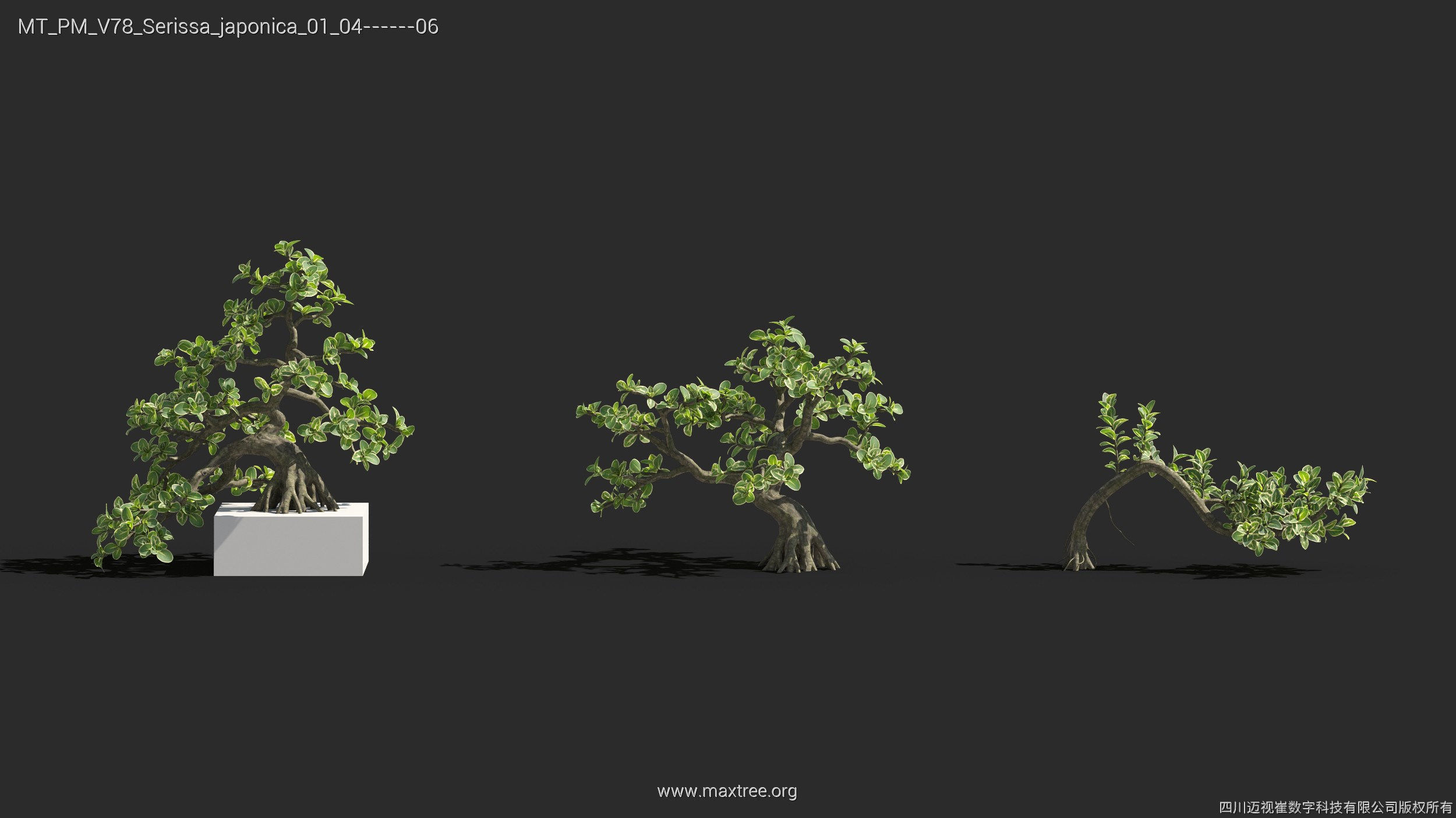 Maxtree Plant Models Vol 78 - Mesh 3D model_26