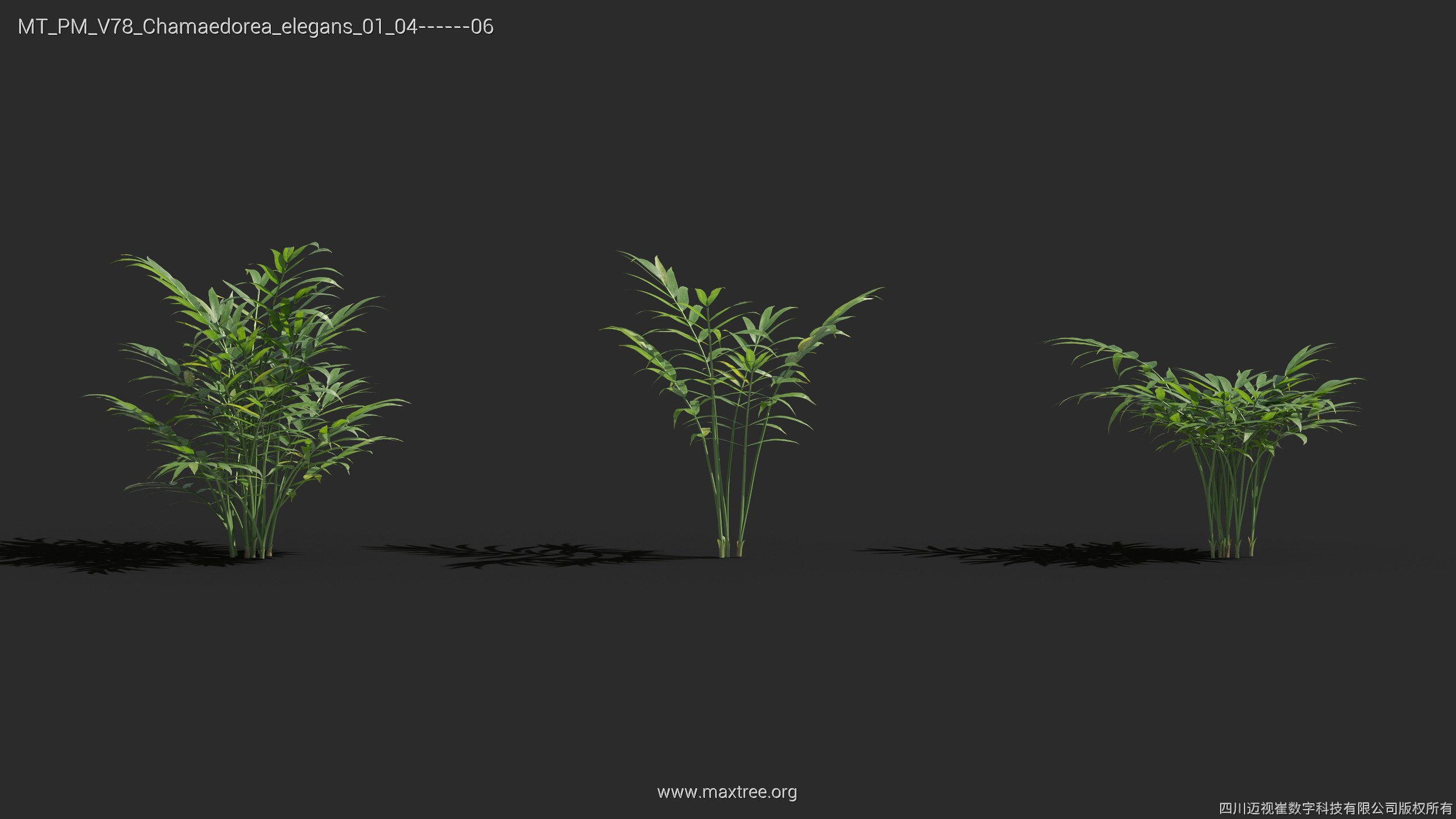 Maxtree Plant Models Vol 78 - Mesh 3D model_18