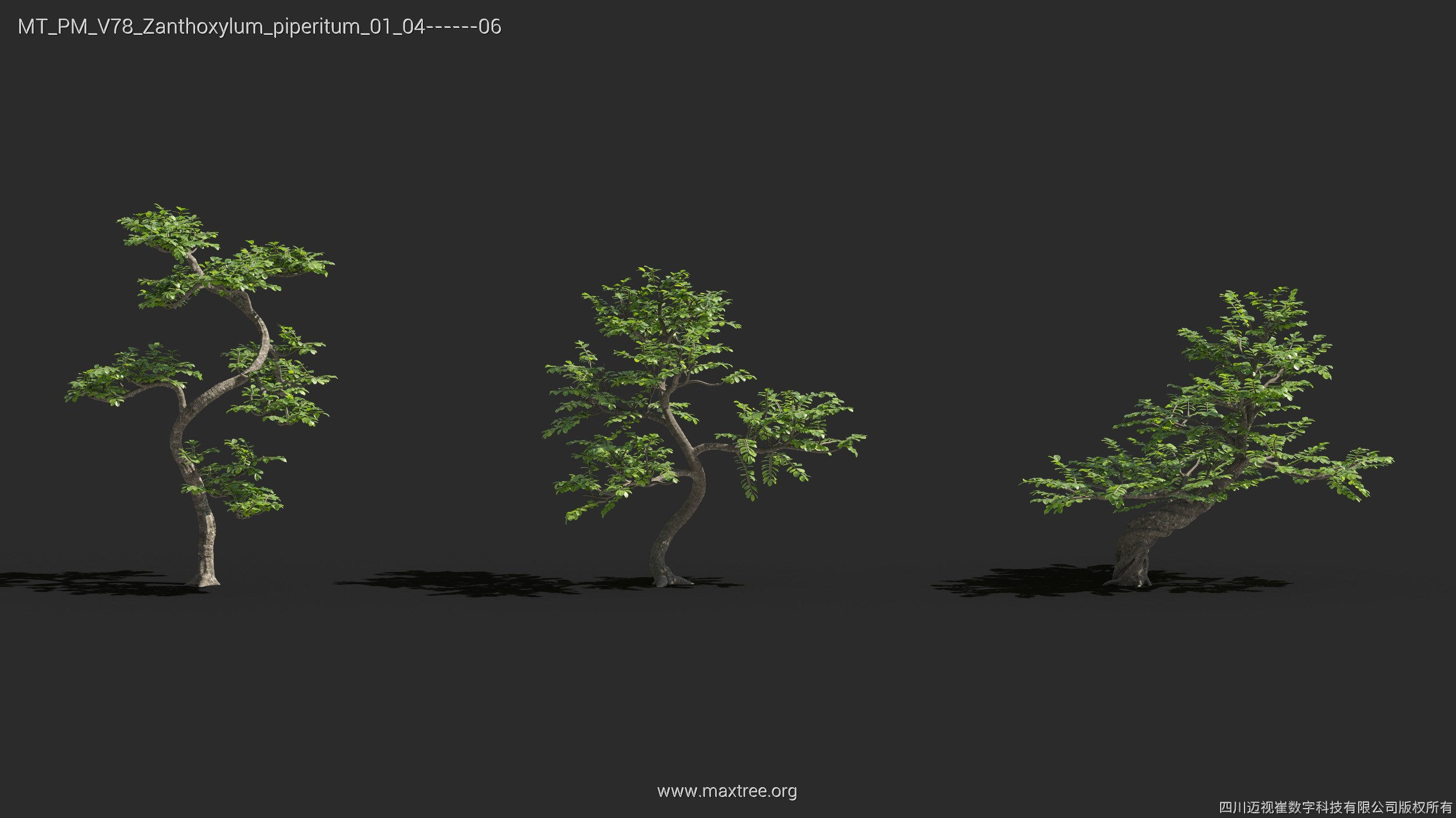 Maxtree Plant Models Vol 78 - Mesh 3D model_30