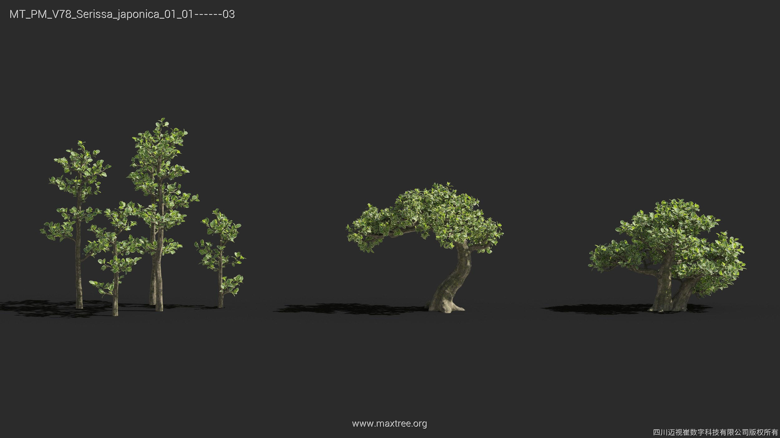 Maxtree Plant Models Vol 78 - Mesh 3D model_25