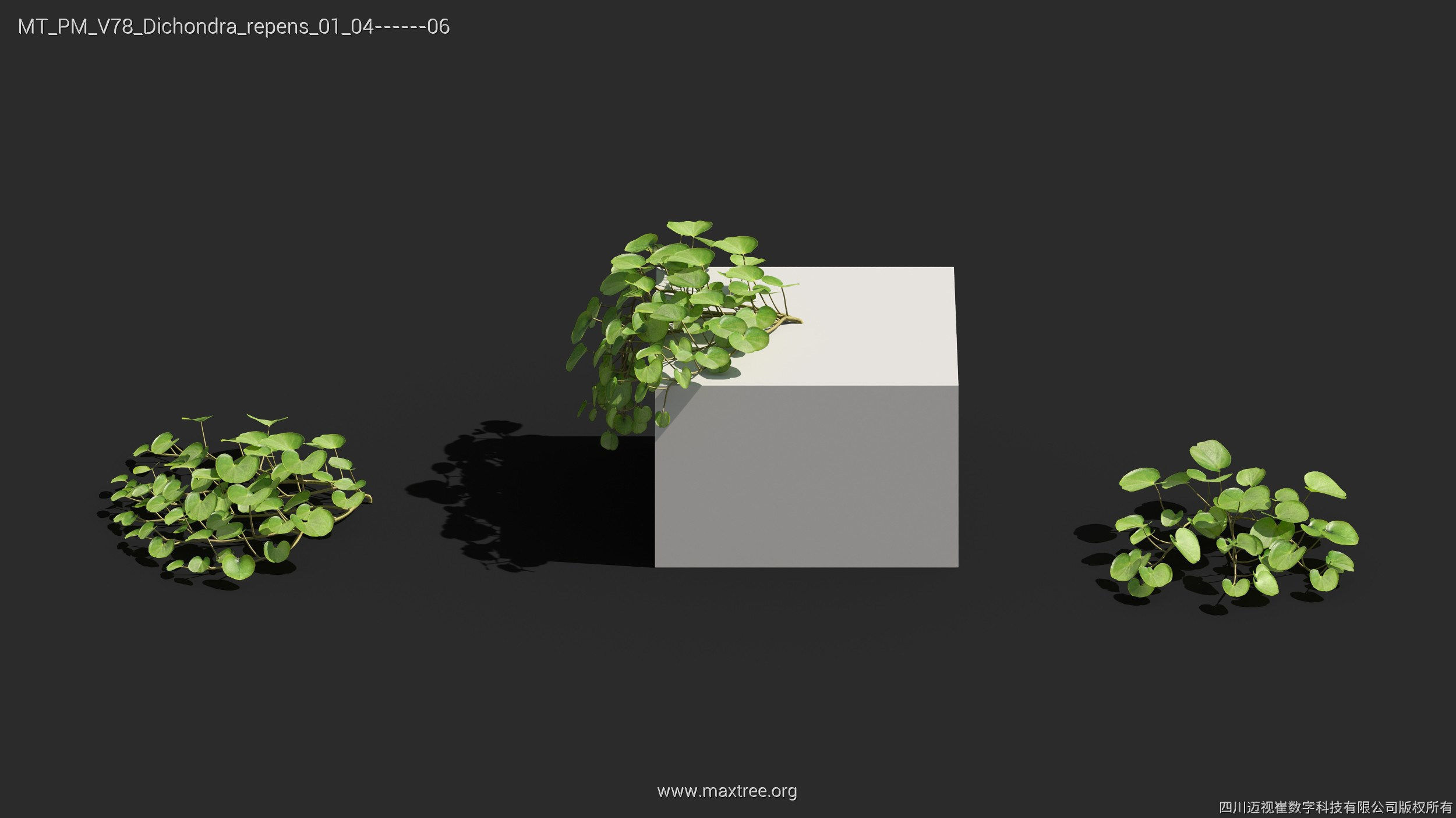 Maxtree Plant Models Vol 78 - Mesh 3D model_20