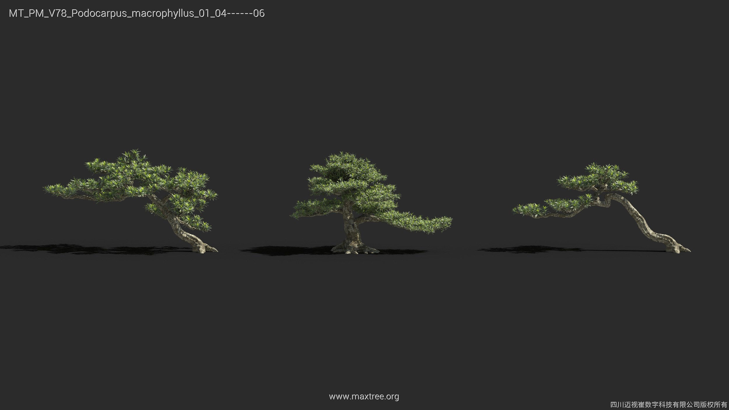 Maxtree Plant Models Vol 78 - Mesh 3D model_24
