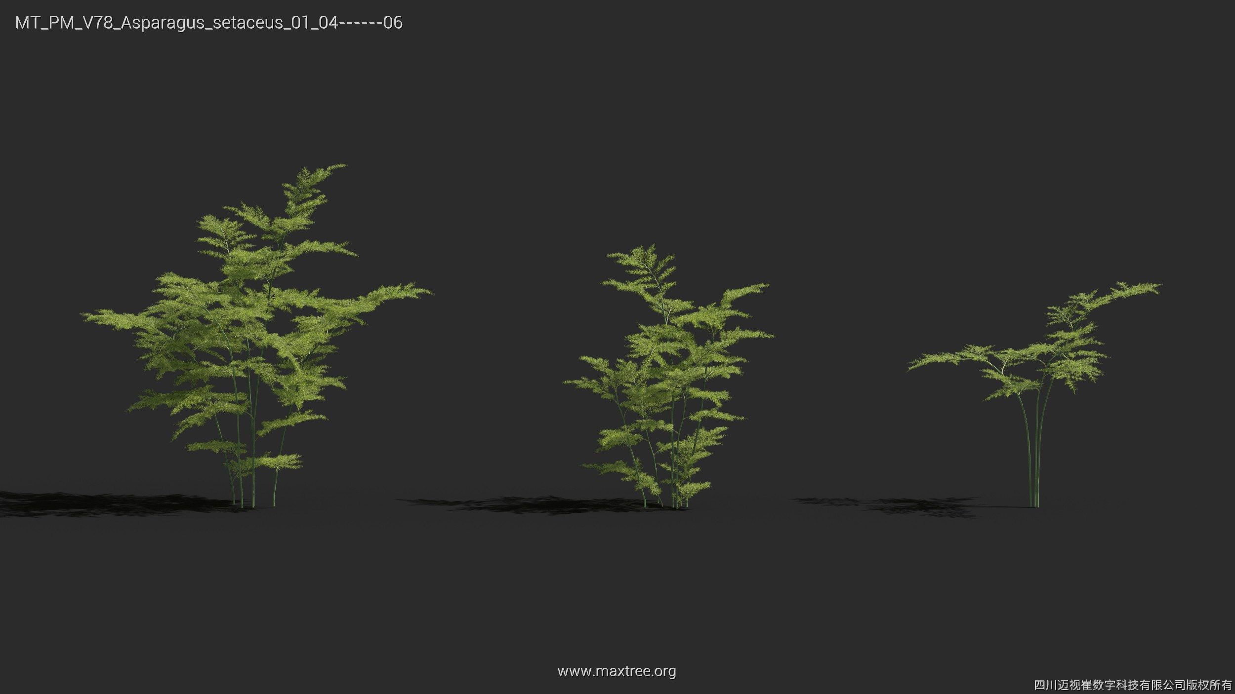 Maxtree Plant Models Vol 78 - Mesh 3D model_14