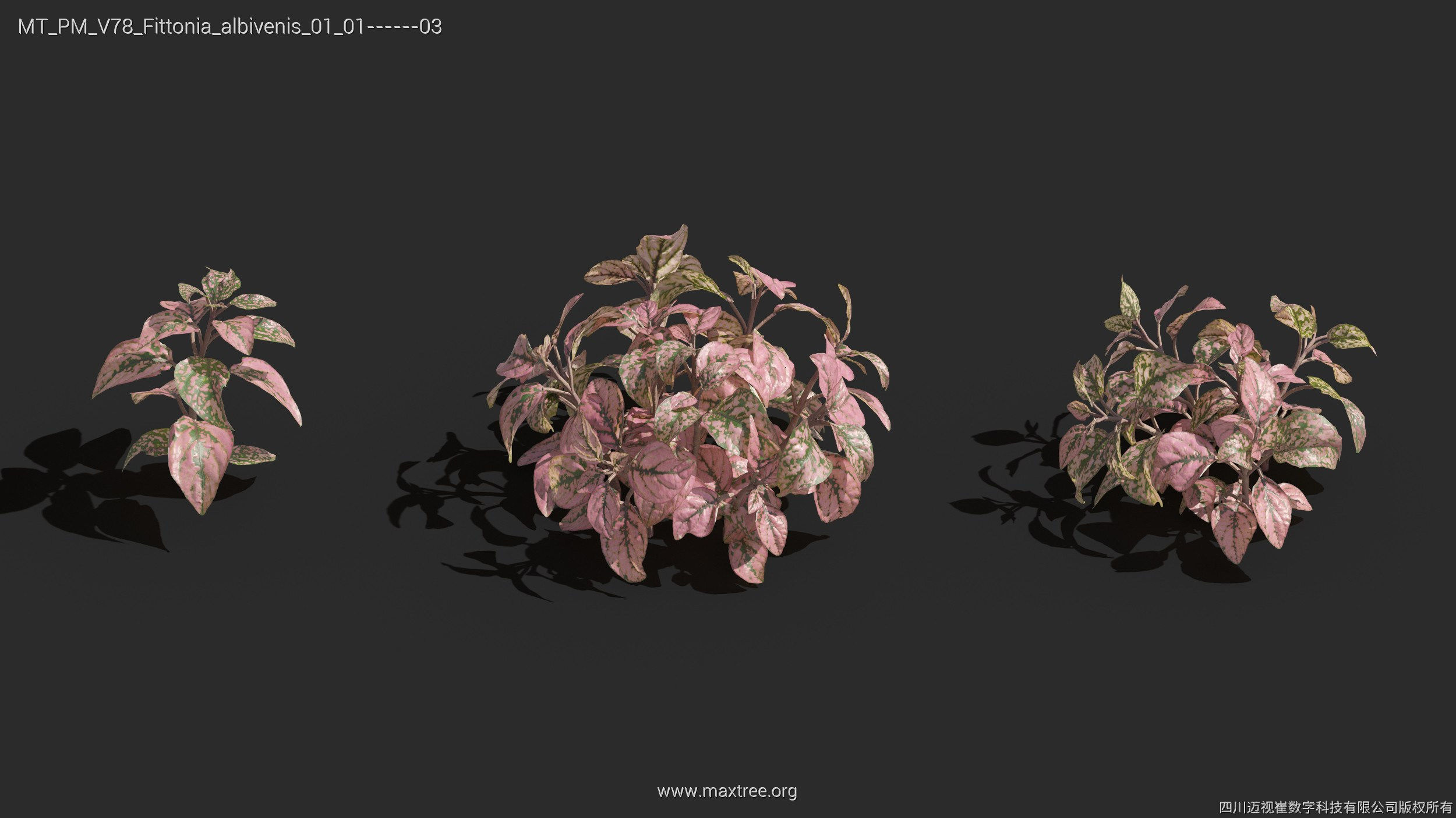 Maxtree Plant Models Vol 78 - Mesh 3D model_21