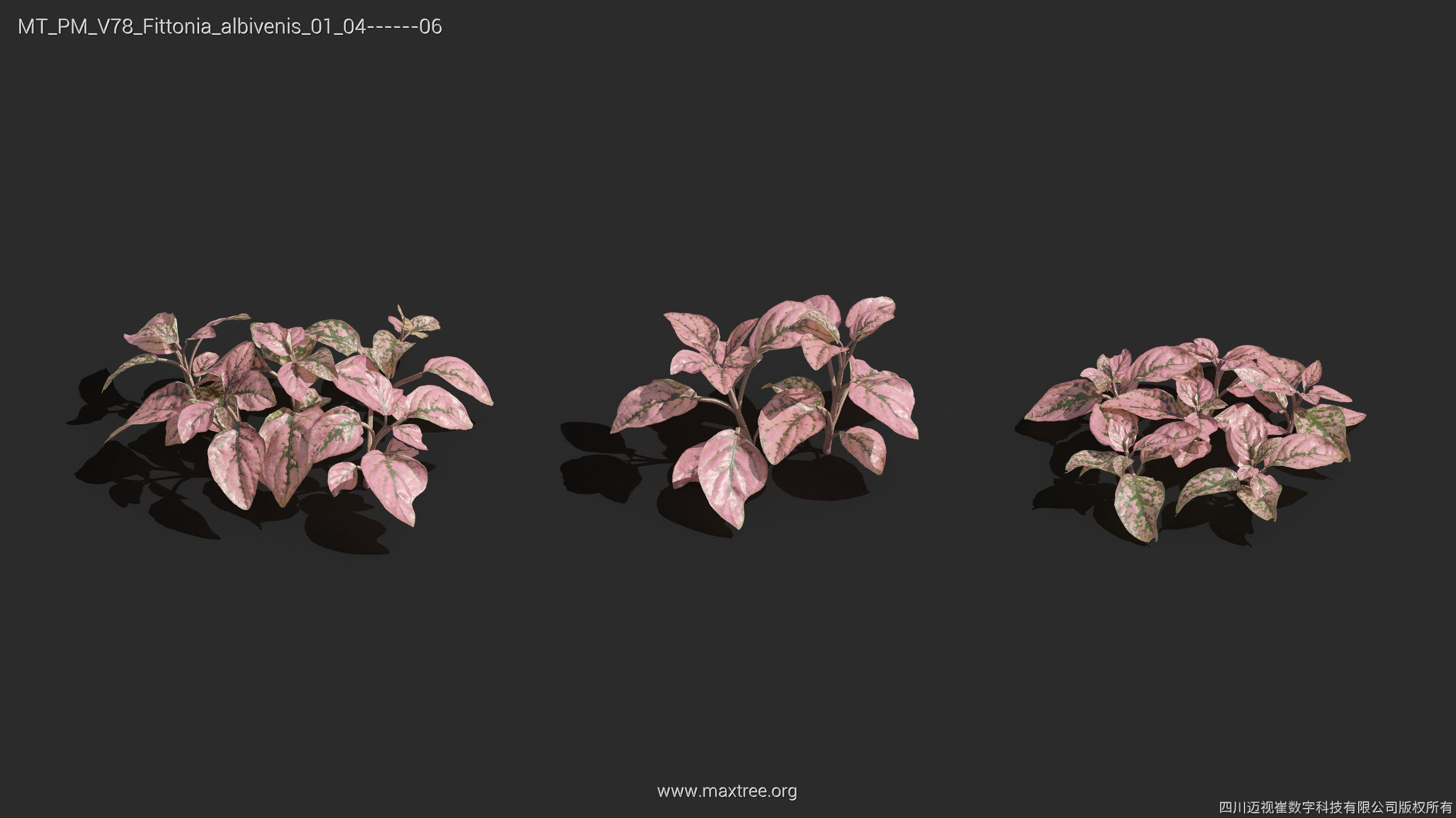 Maxtree Plant Models Vol 78 - Mesh 3D model_22