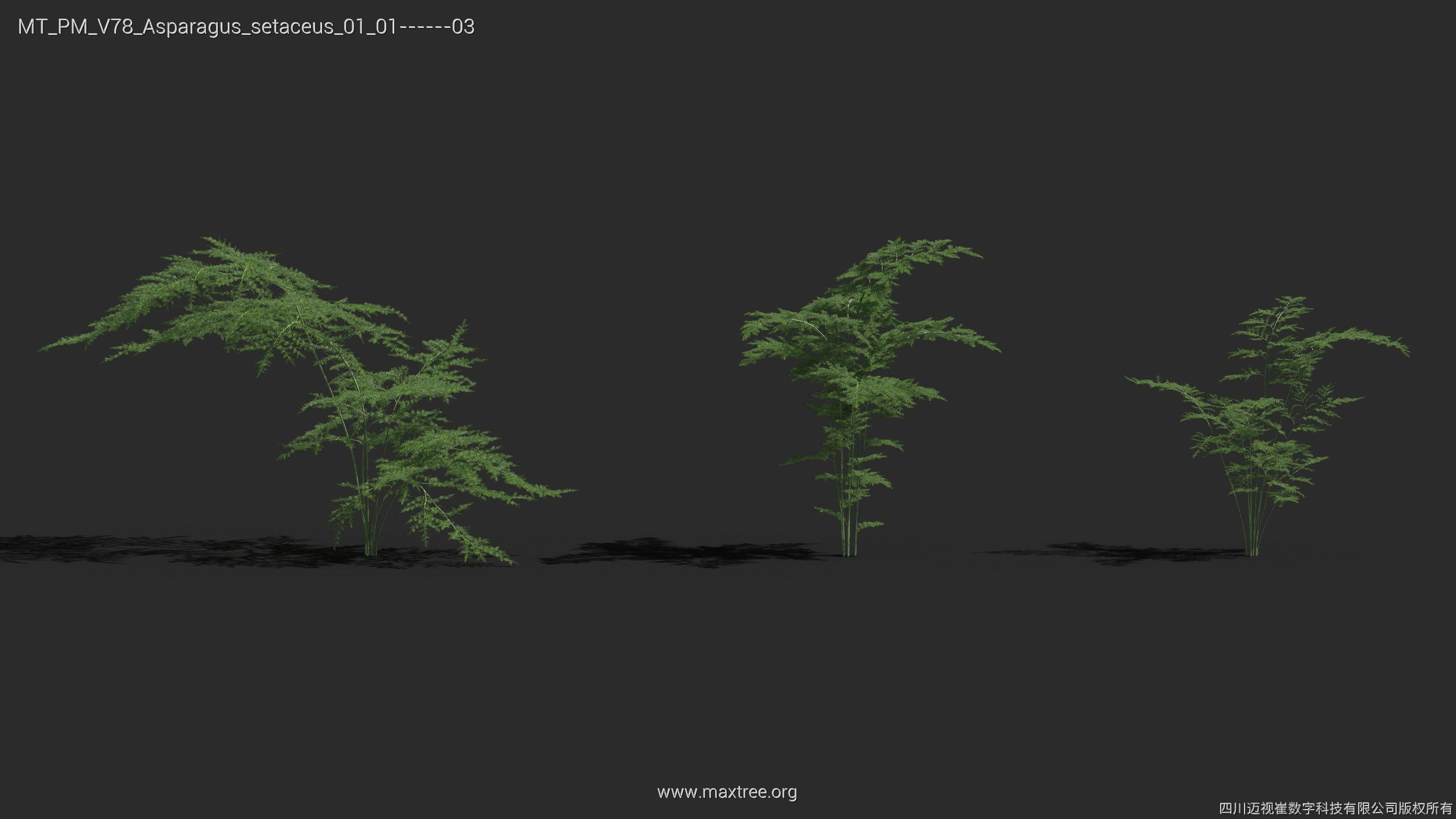 Maxtree Plant Models Vol 78 - Mesh 3D model_13