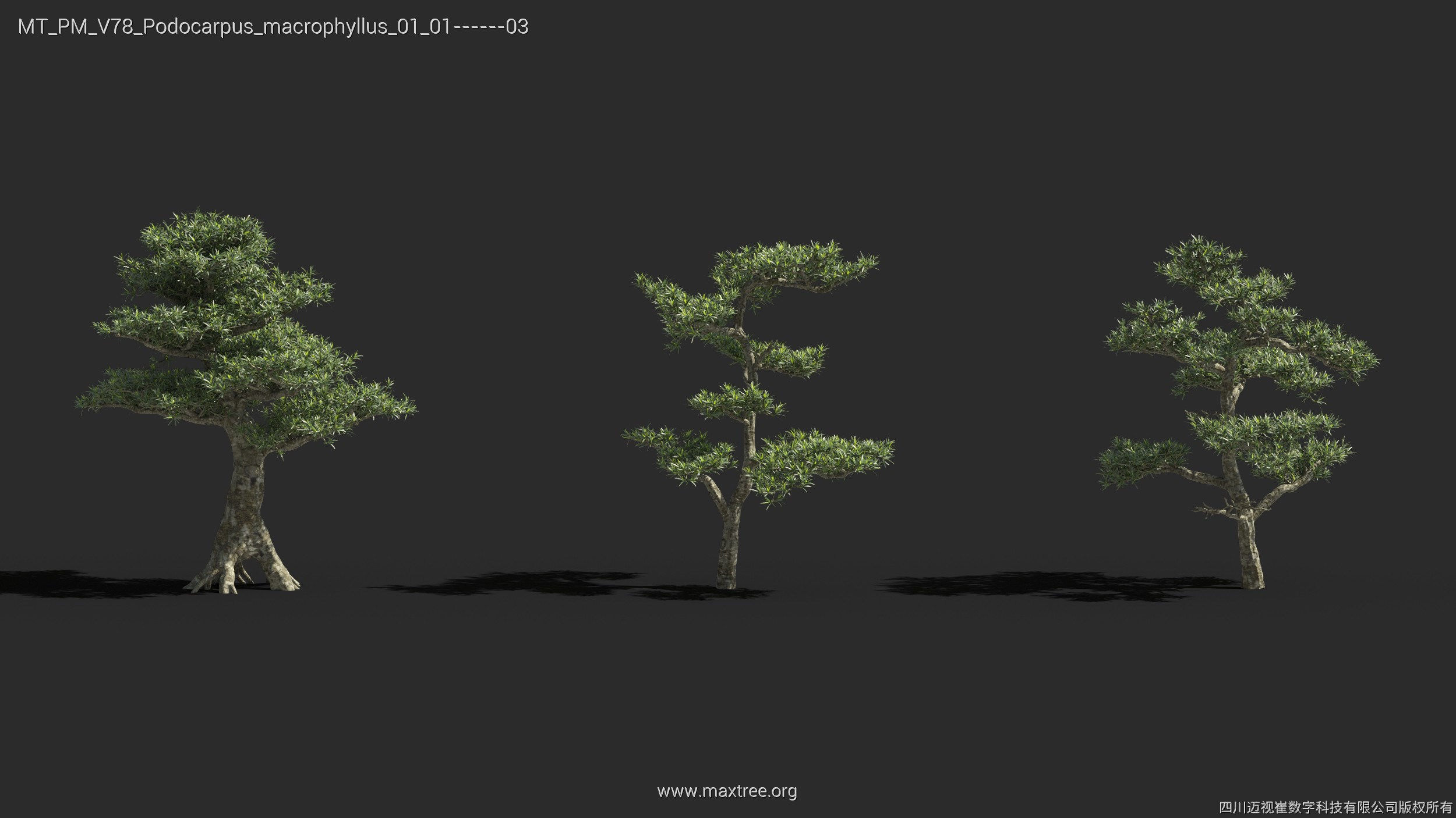 Maxtree Plant Models Vol 78 - Mesh 3D model_23