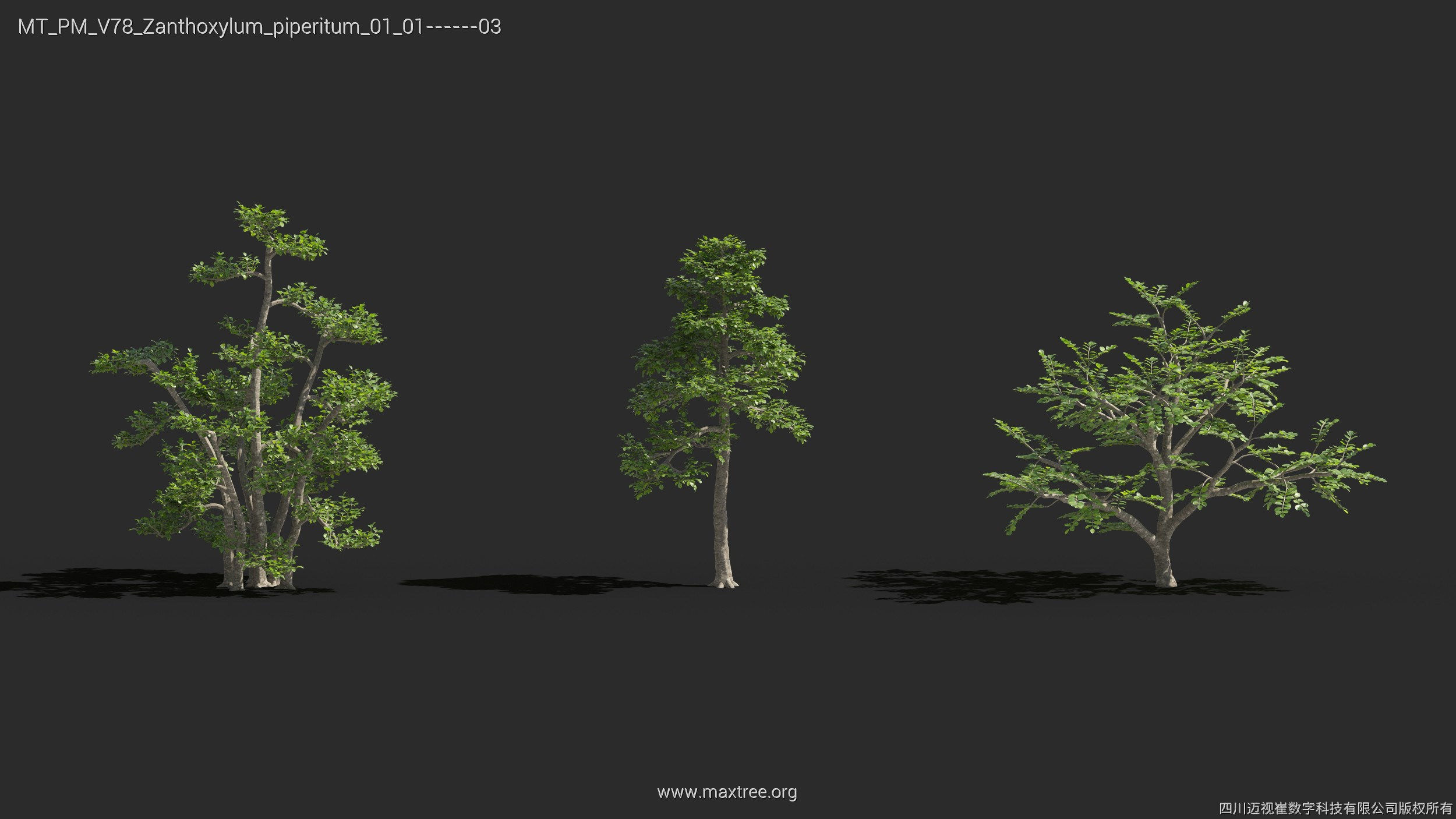 Maxtree Plant Models Vol 78 - Mesh 3D model_29