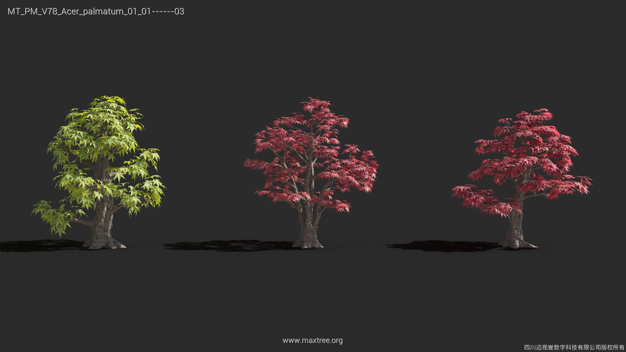 Maxtree Plant Models Vol 78 - Mesh 3D model_5