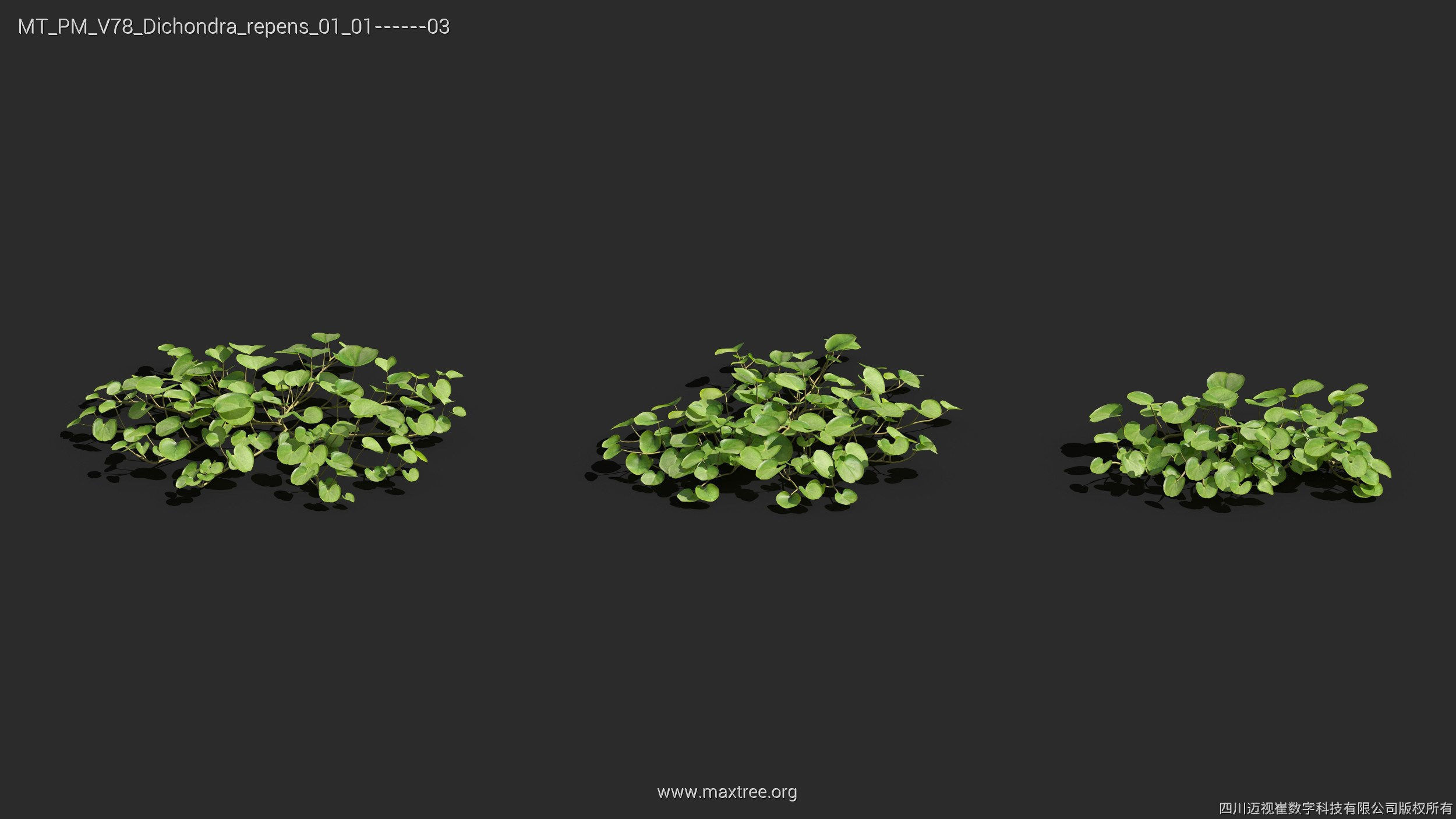 Maxtree Plant Models Vol 78 - Mesh 3D model_19