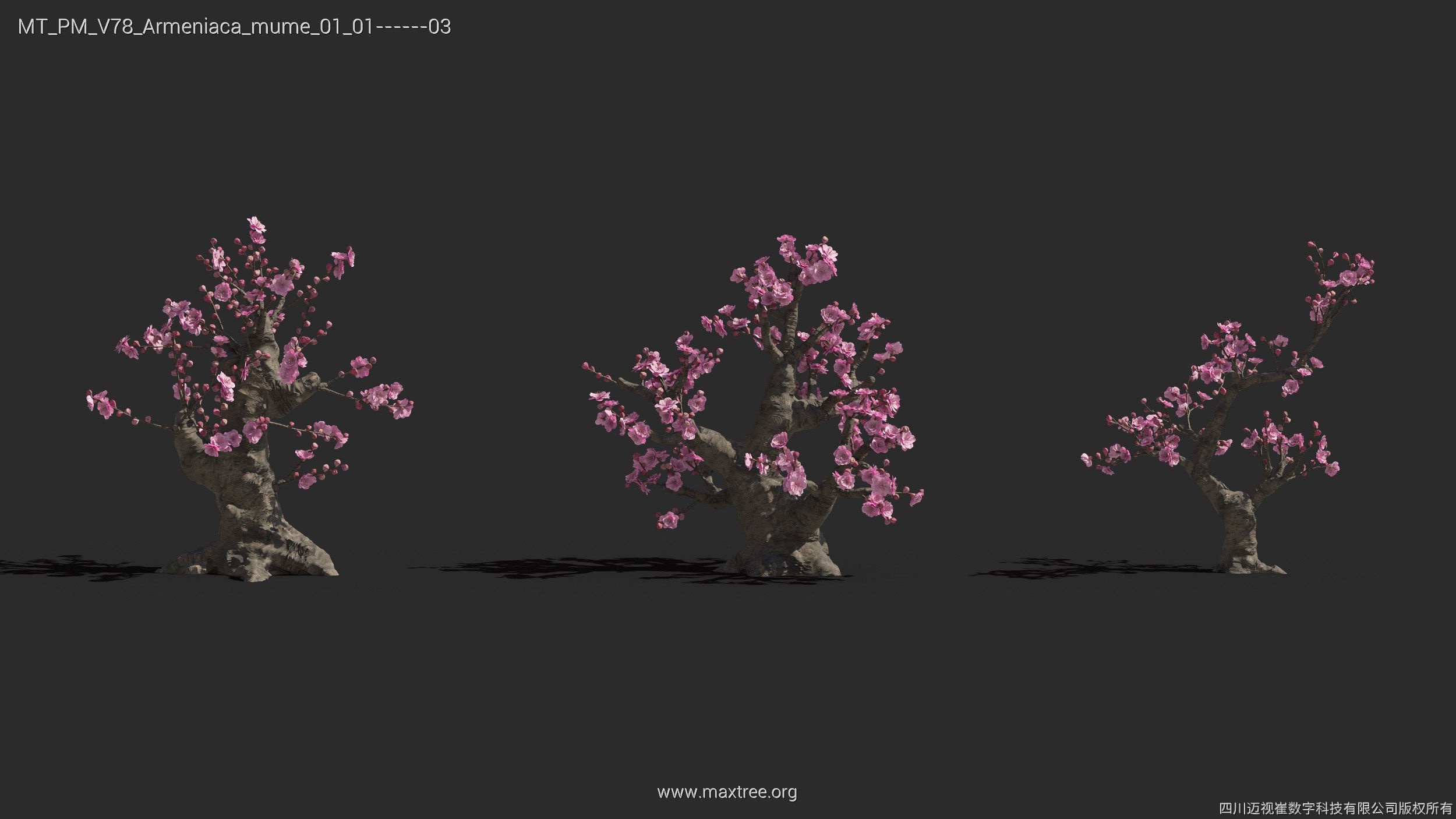 Maxtree Plant Models Vol 78 - Mesh 3D model_9