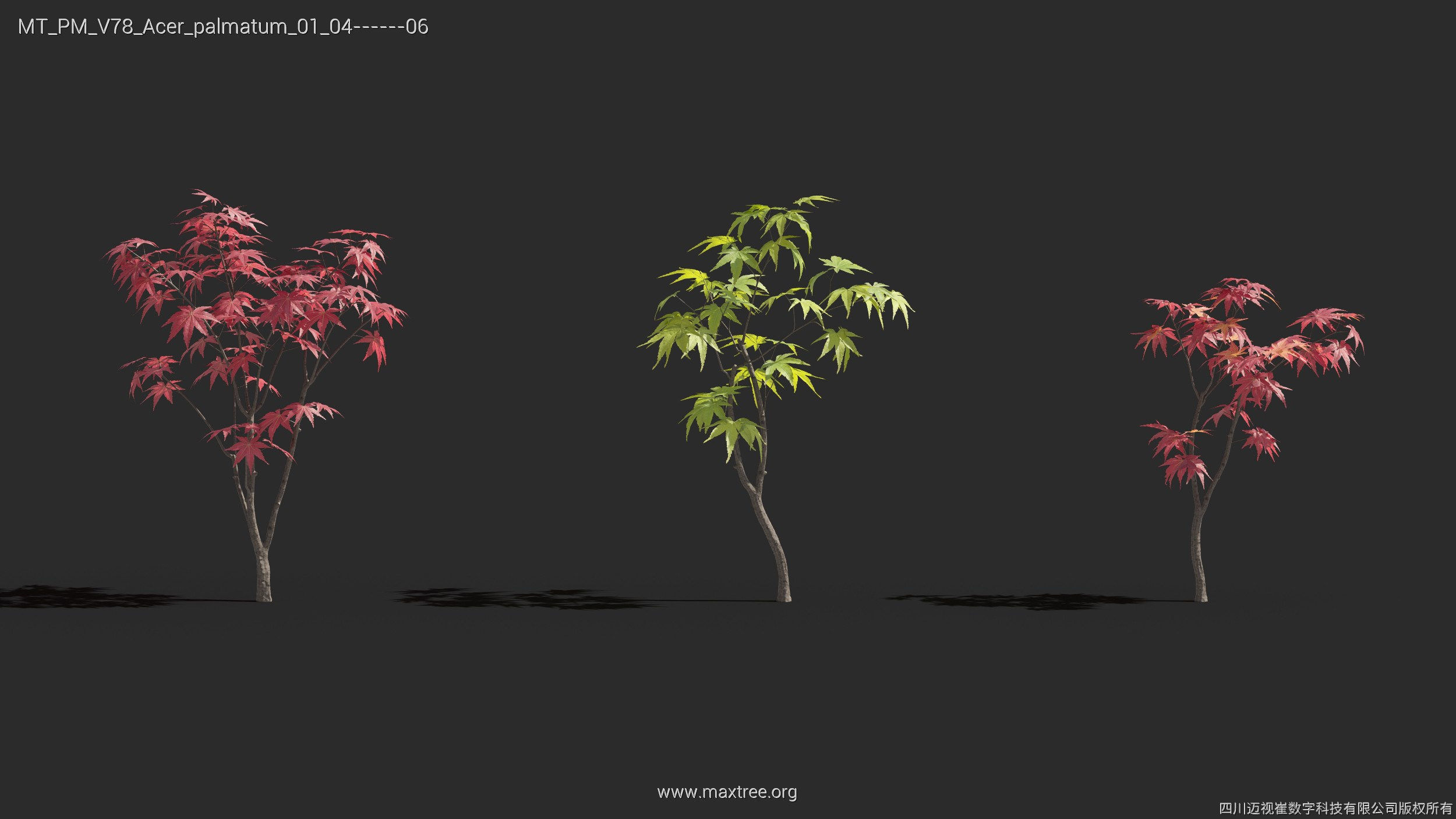Maxtree Plant Models Vol 78 - Mesh 3D model_6