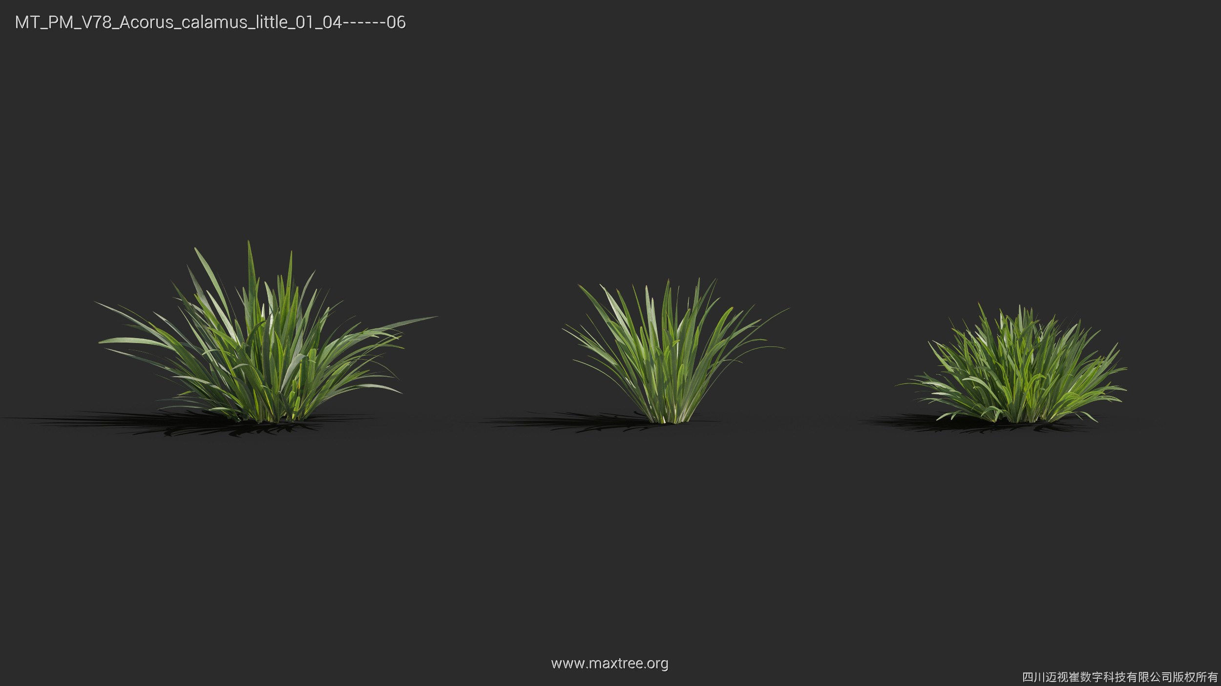 Maxtree Plant Models Vol 78 - Mesh 3D model_8