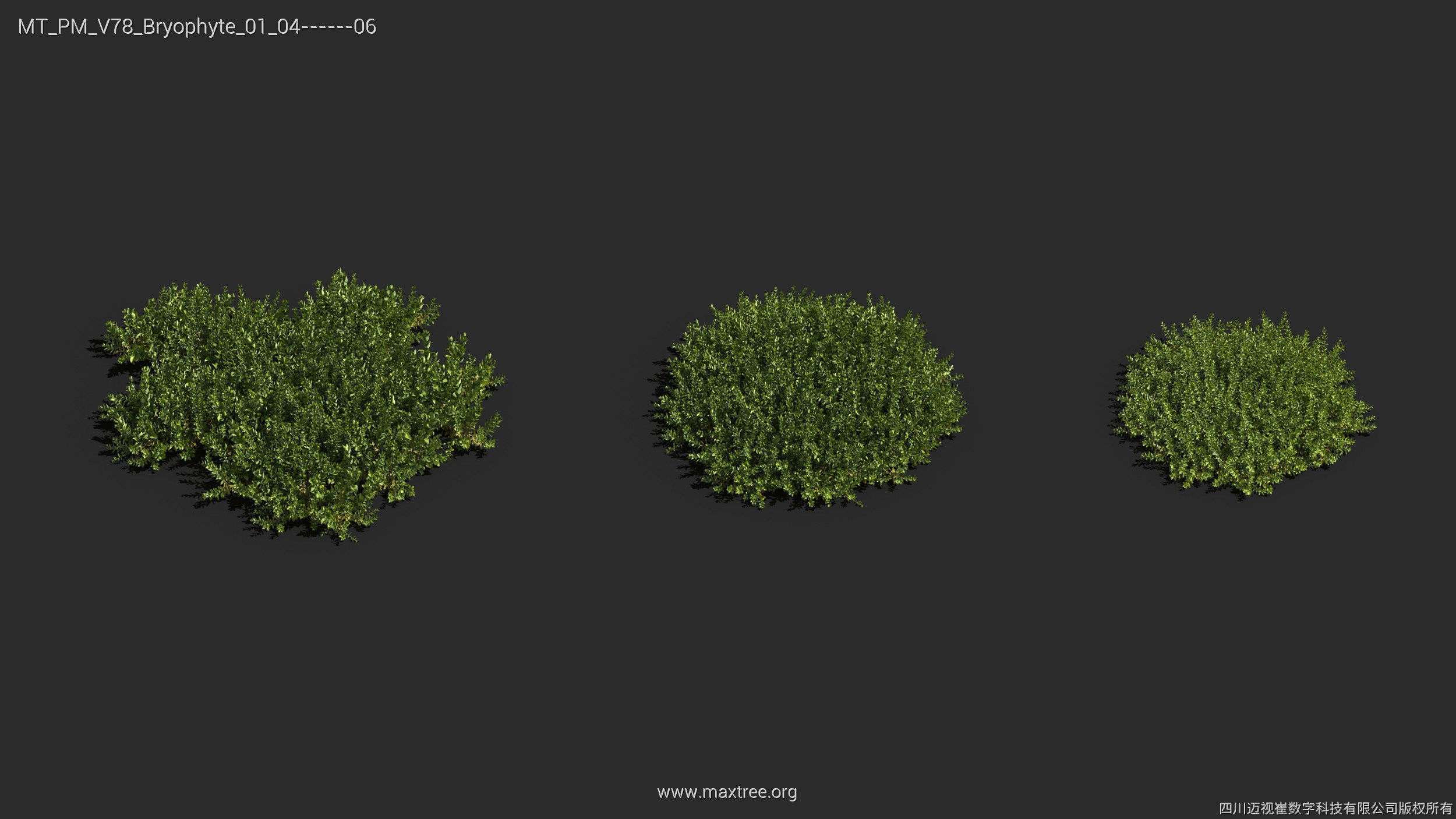 Maxtree Plant Models Vol 78 - Mesh 3D model_16