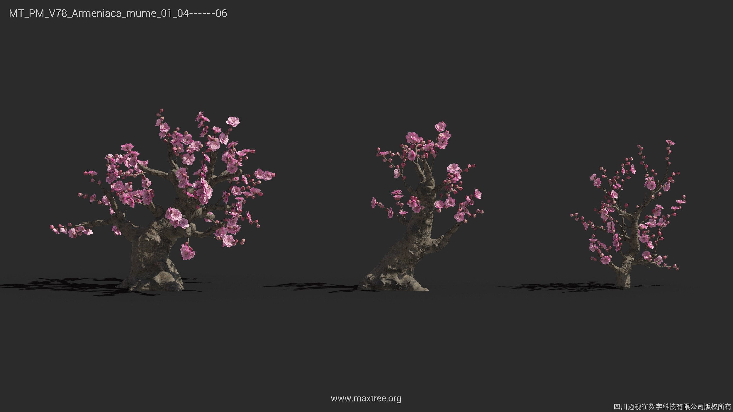 Maxtree Plant Models Vol 78 - Mesh 3D model_10