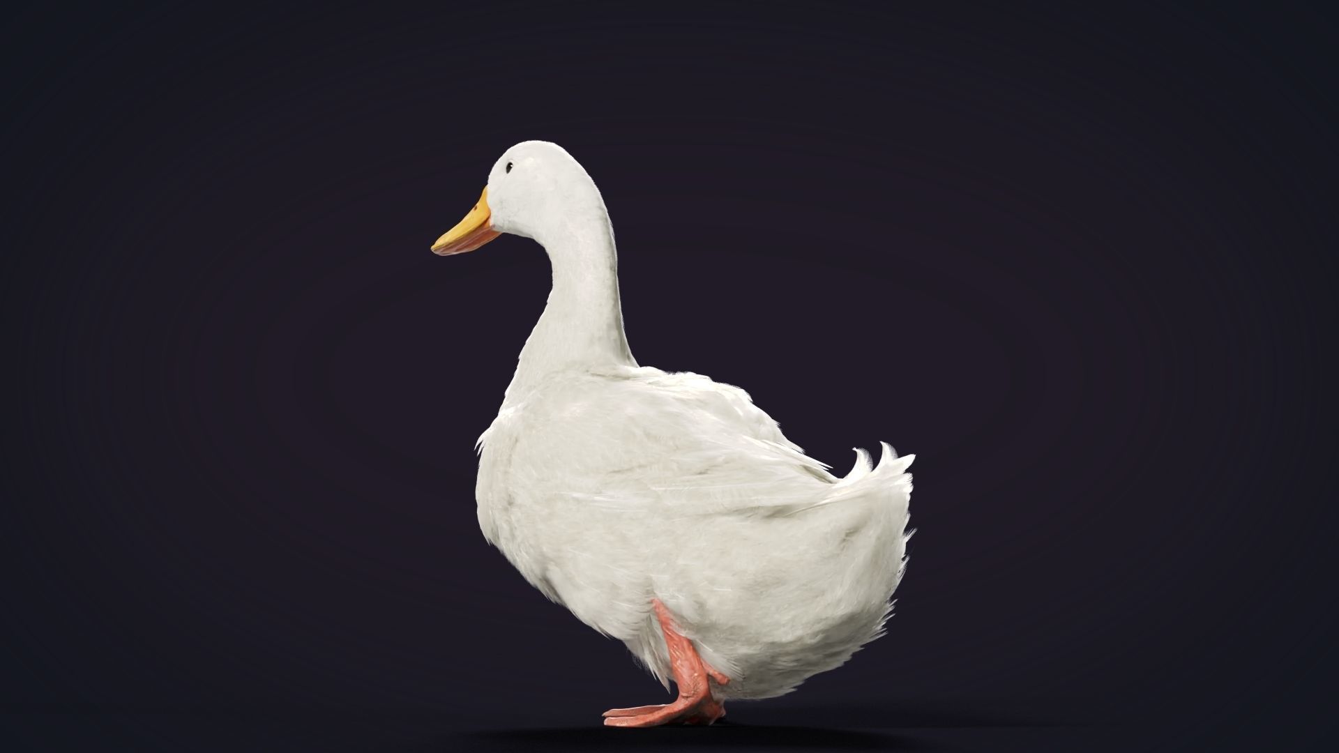 Duck Animated VFX Grace 3D model_15