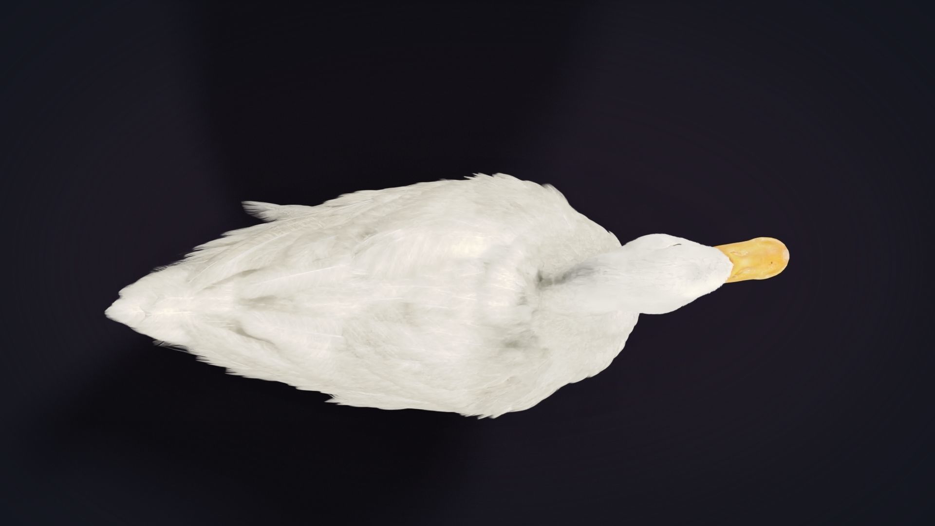 Duck Animated VFX Grace 3D model_16