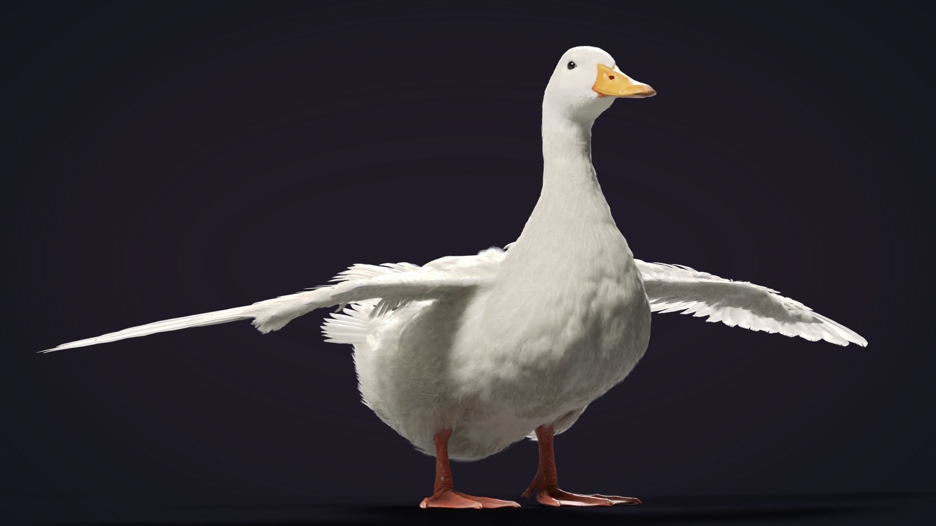 Duck Animated VFX Grace 3D model_18