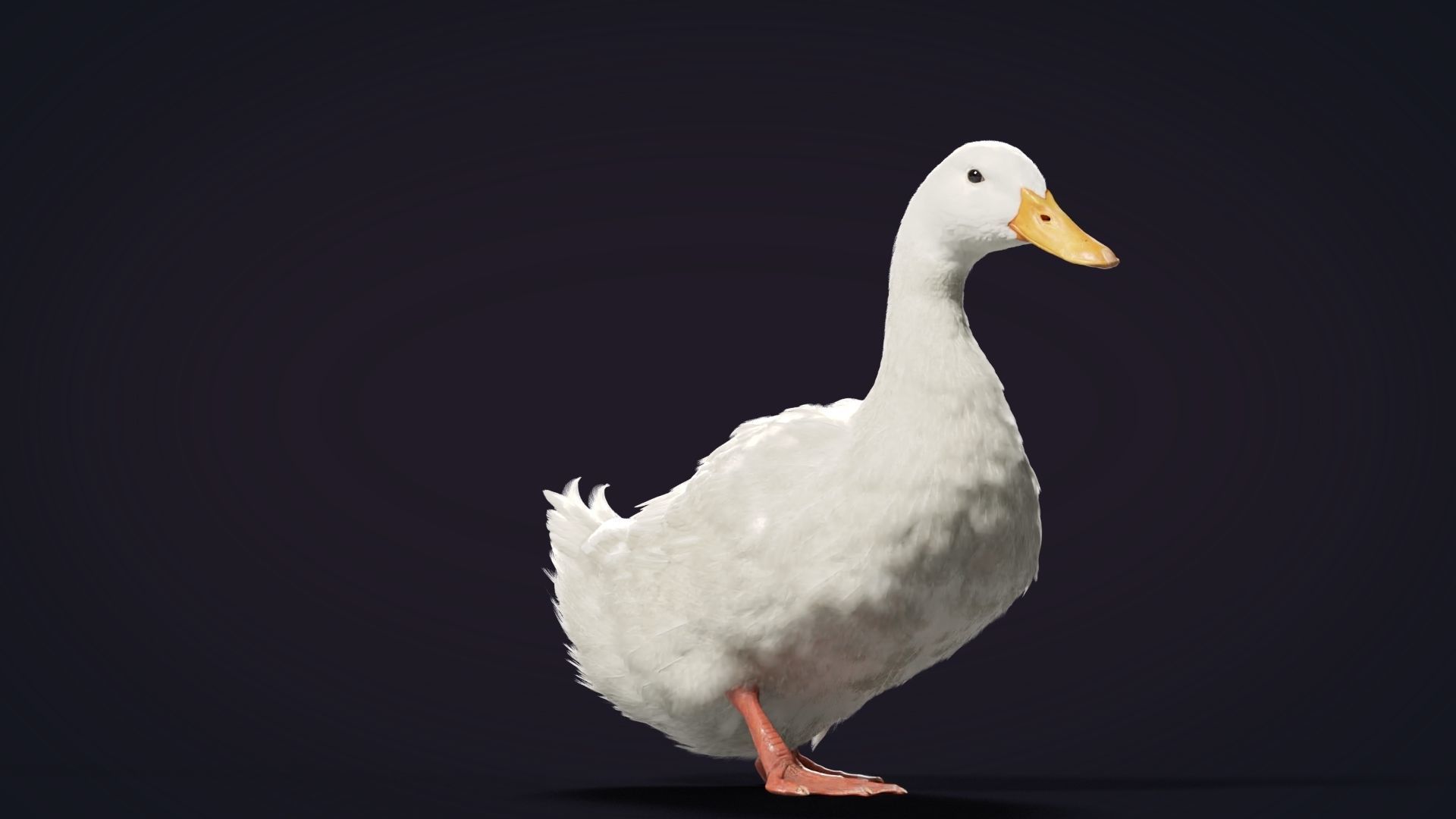 Duck Animated VFX Grace 3D model_13