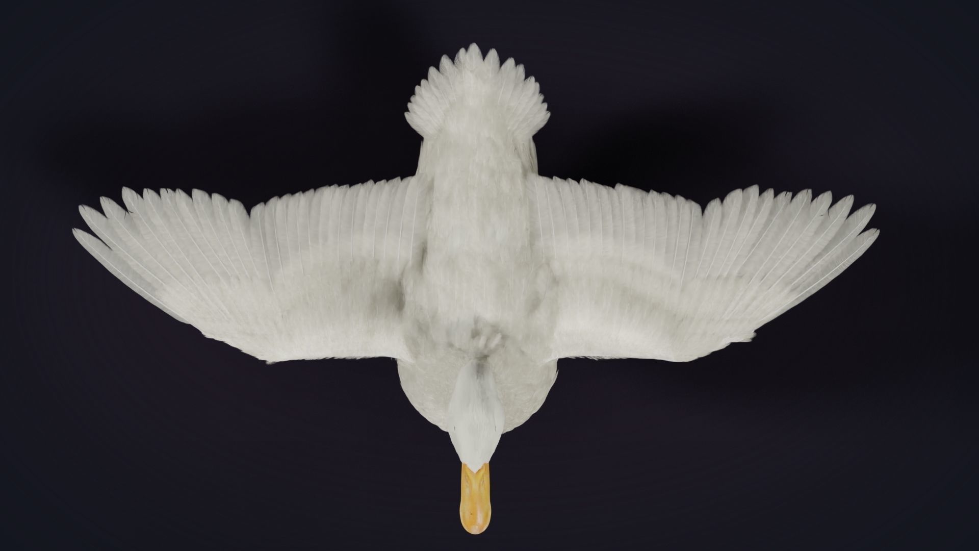 Duck Animated VFX Grace 3D model_17