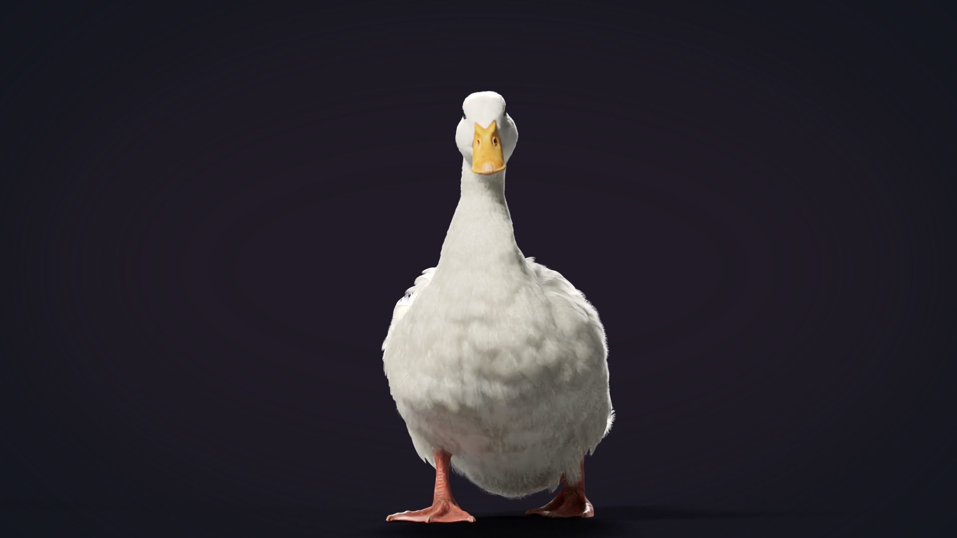 Duck Animated VFX Grace 3D model_14