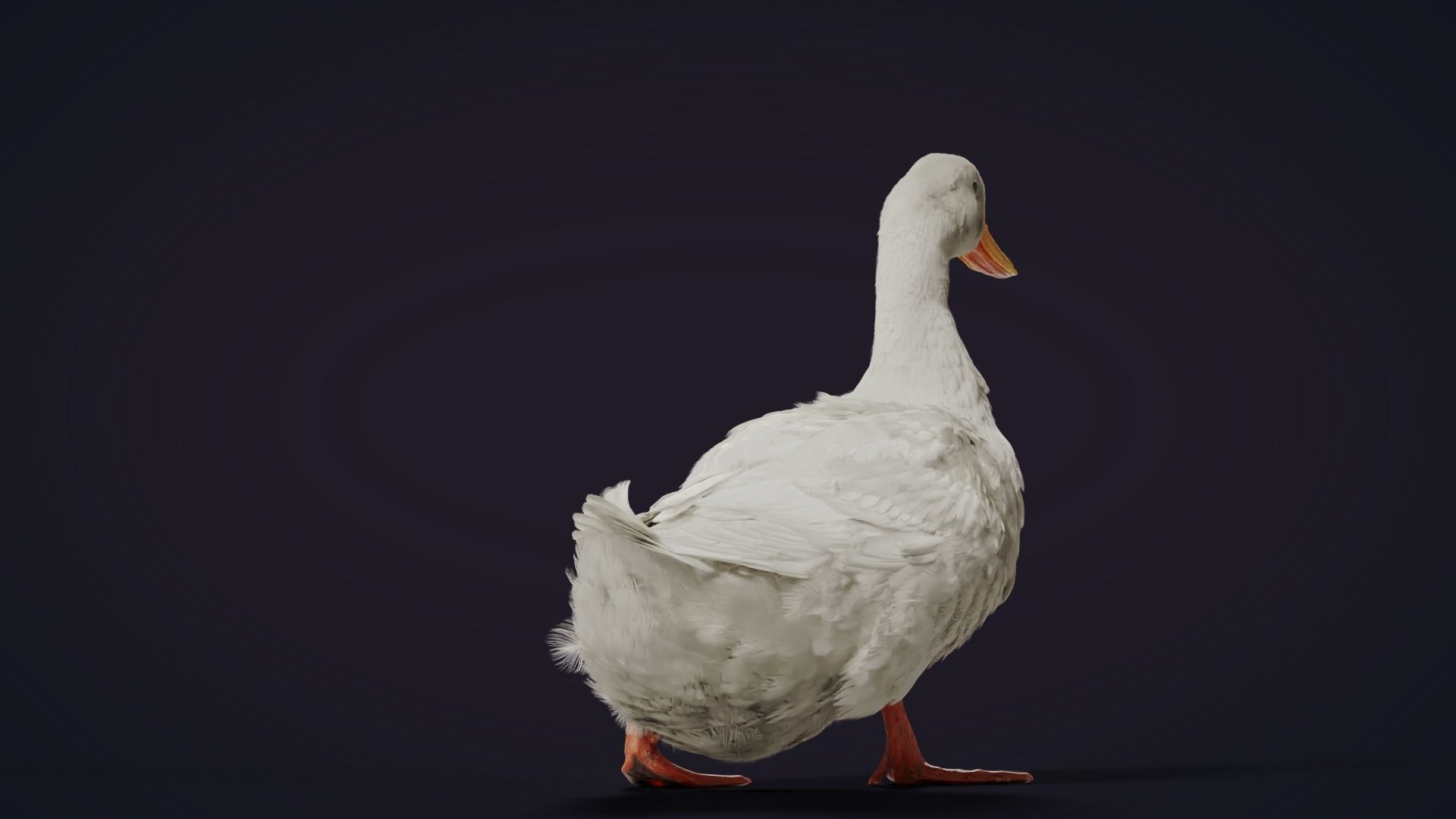 Duck Animated VFX Grace 3D model_23