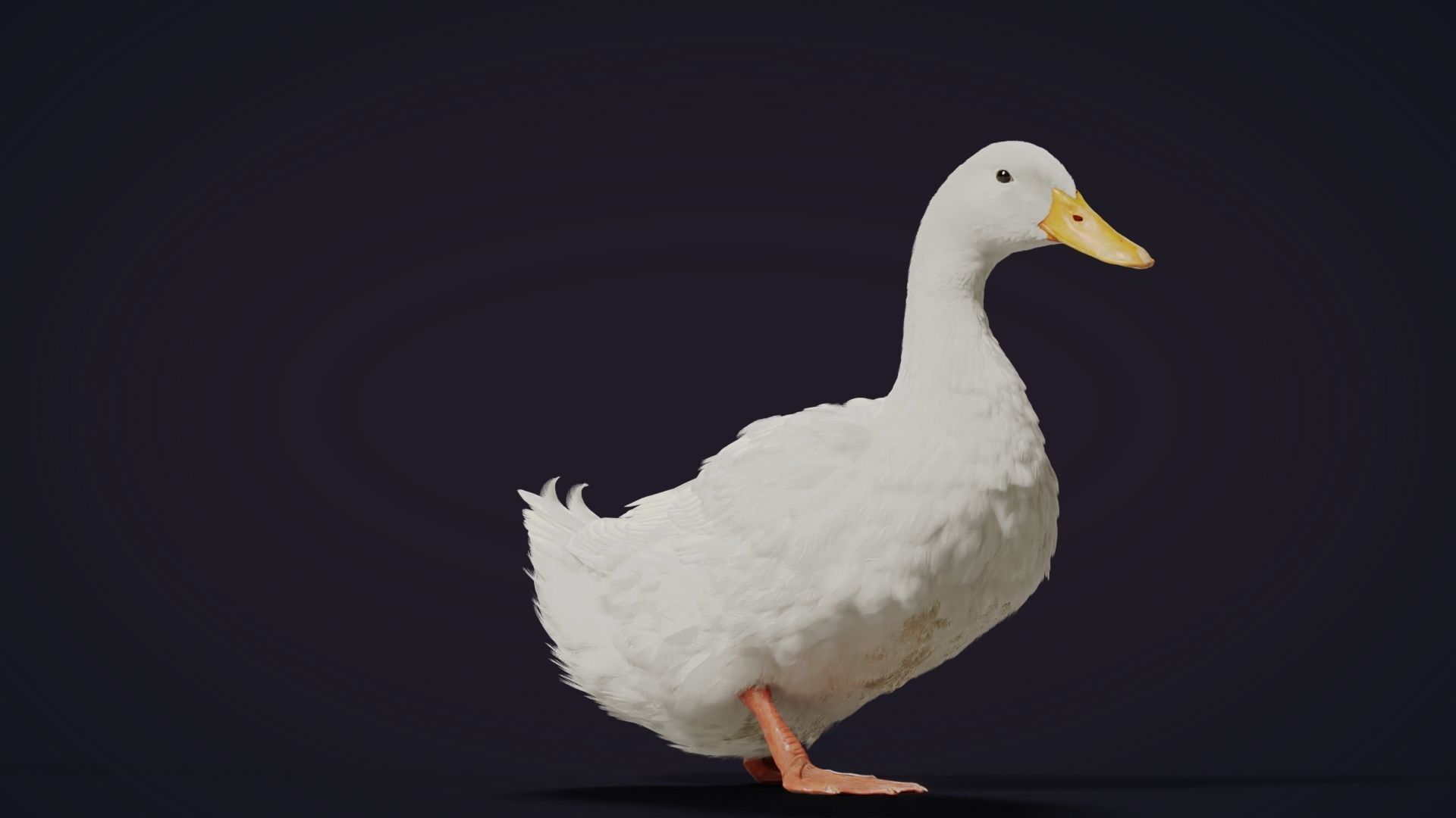 Duck Animated VFX Grace 3D model_22