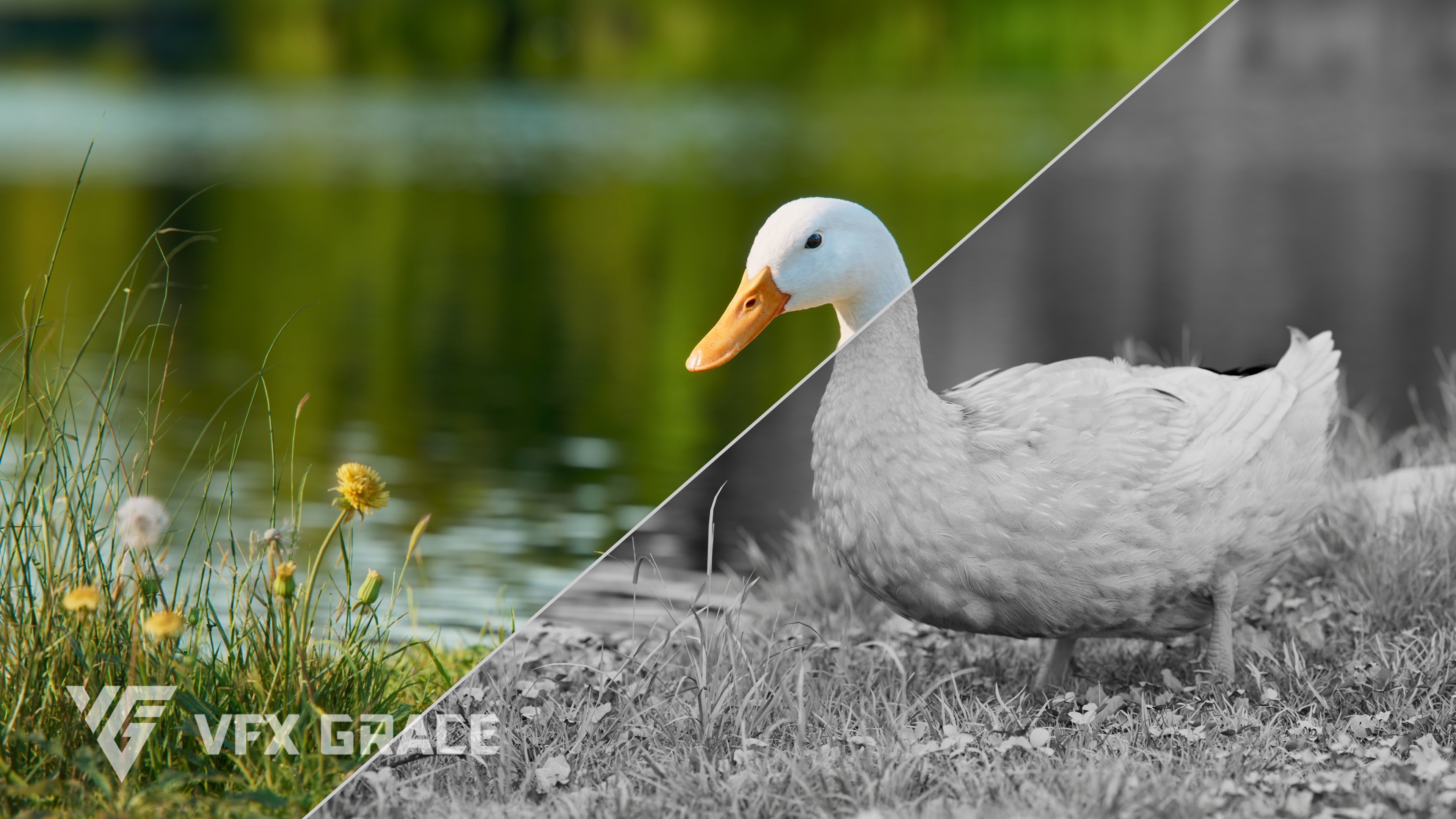 Duck Animated VFX Grace 3D model_7