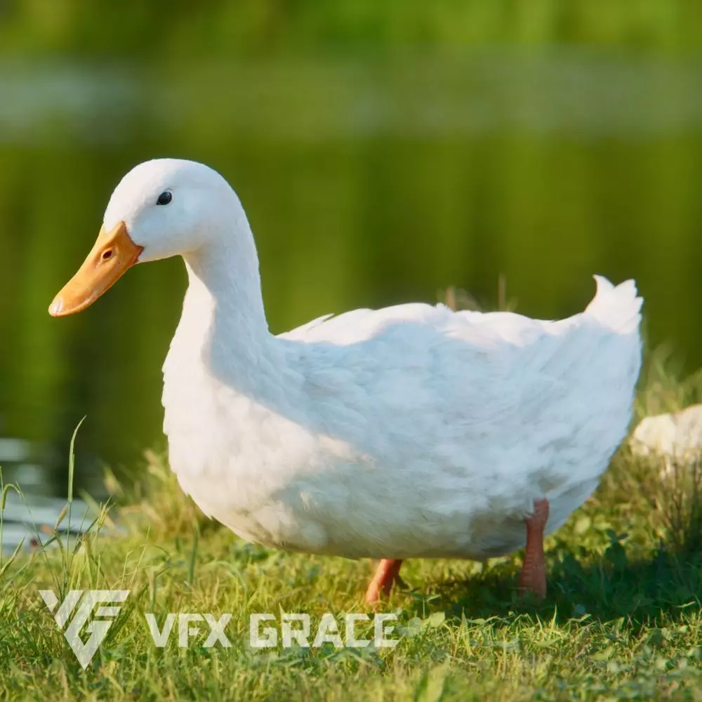 Duck Animated VFX Grace 3D model_0