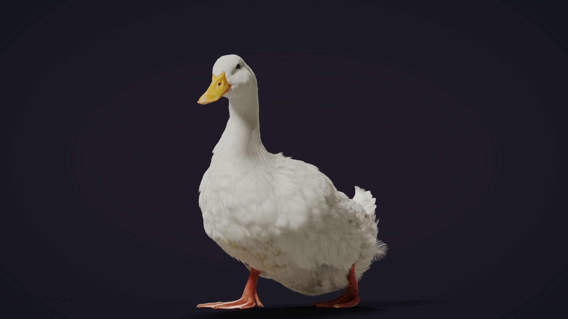 Duck Animated VFX Grace 3D model_20