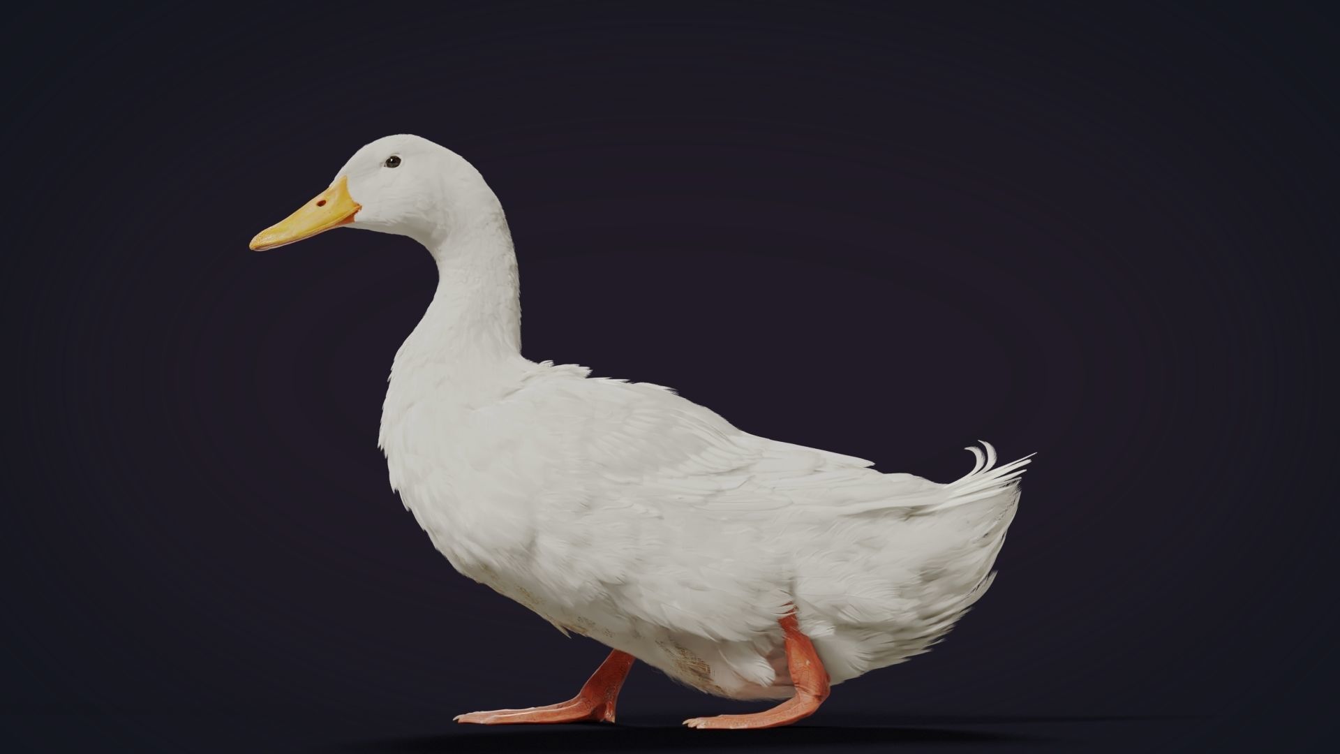 Duck Animated VFX Grace 3D model_19