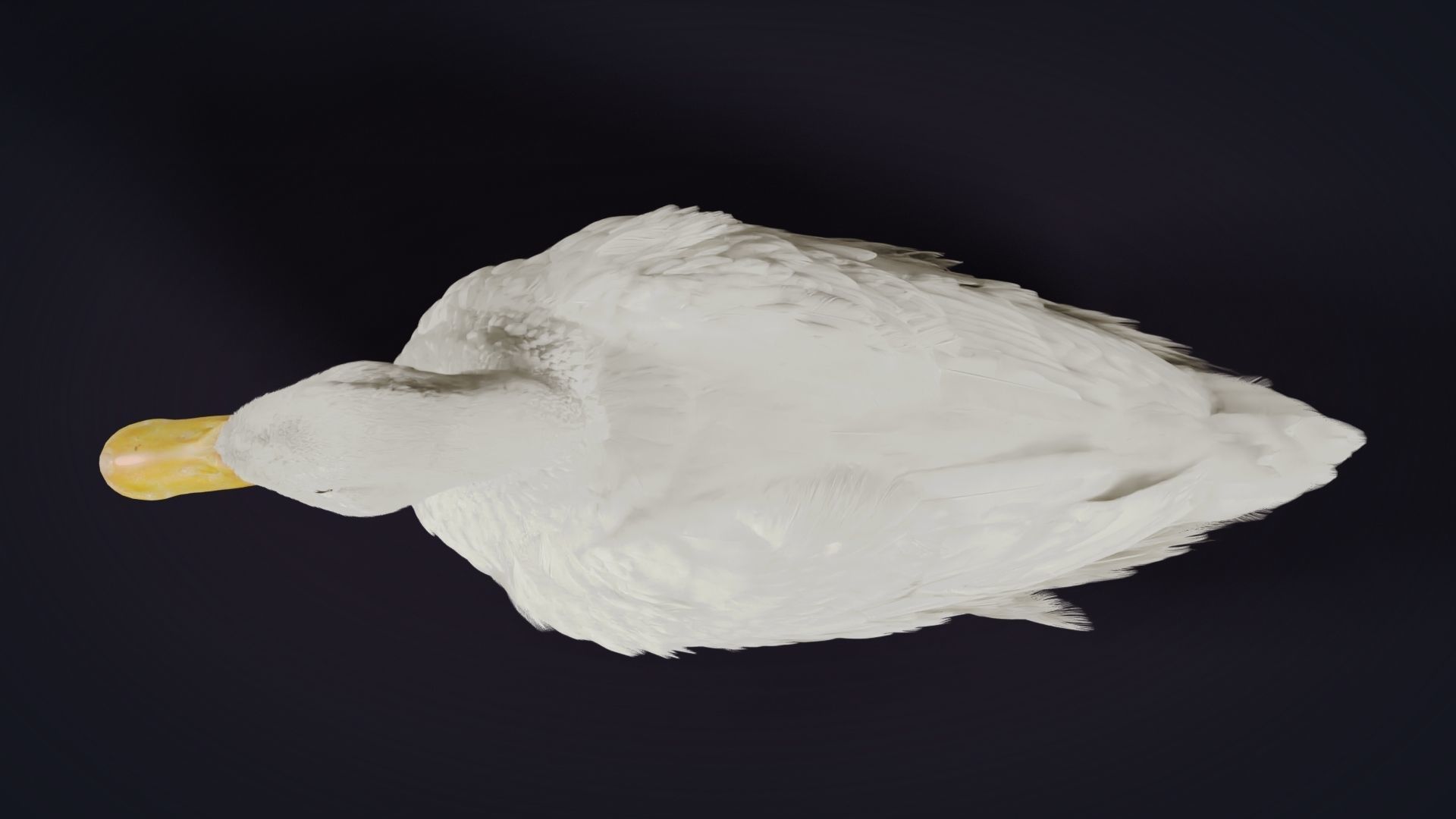 Duck Animated VFX Grace 3D model_24