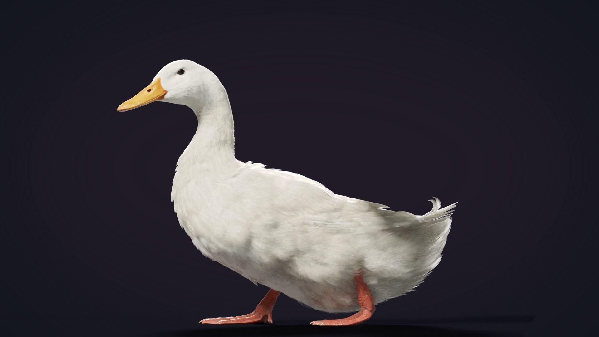 Duck Animated VFX Grace 3D model_12