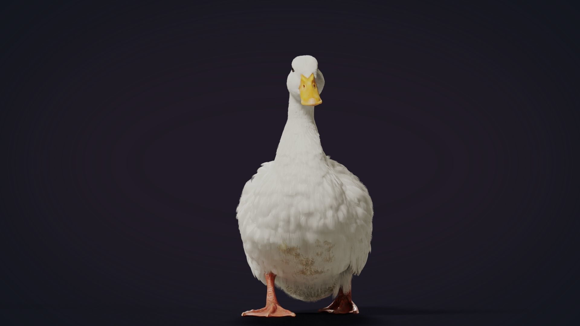 Duck Animated VFX Grace 3D model_21