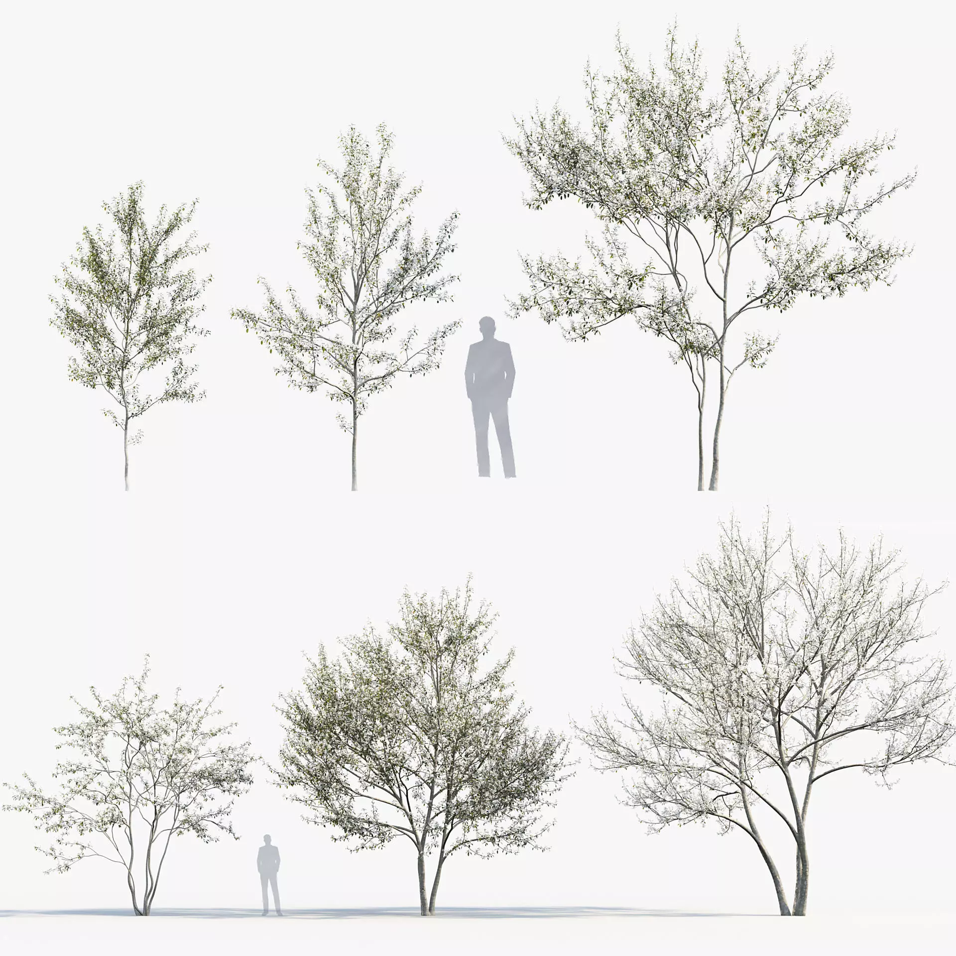 Amelanchier lamarckii - Juneberry 3D model