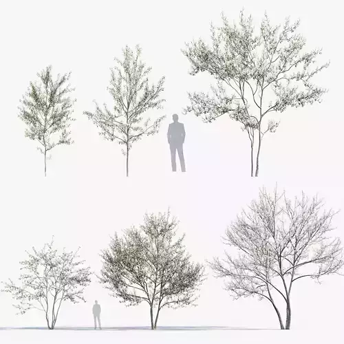 Amelanchier lamarckii  Juneberry