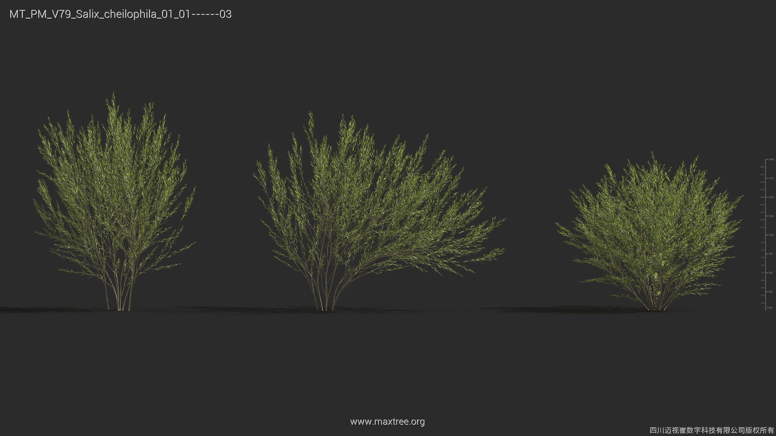Maxtree Plant Models Vol 79 - Mesh 3D model_24